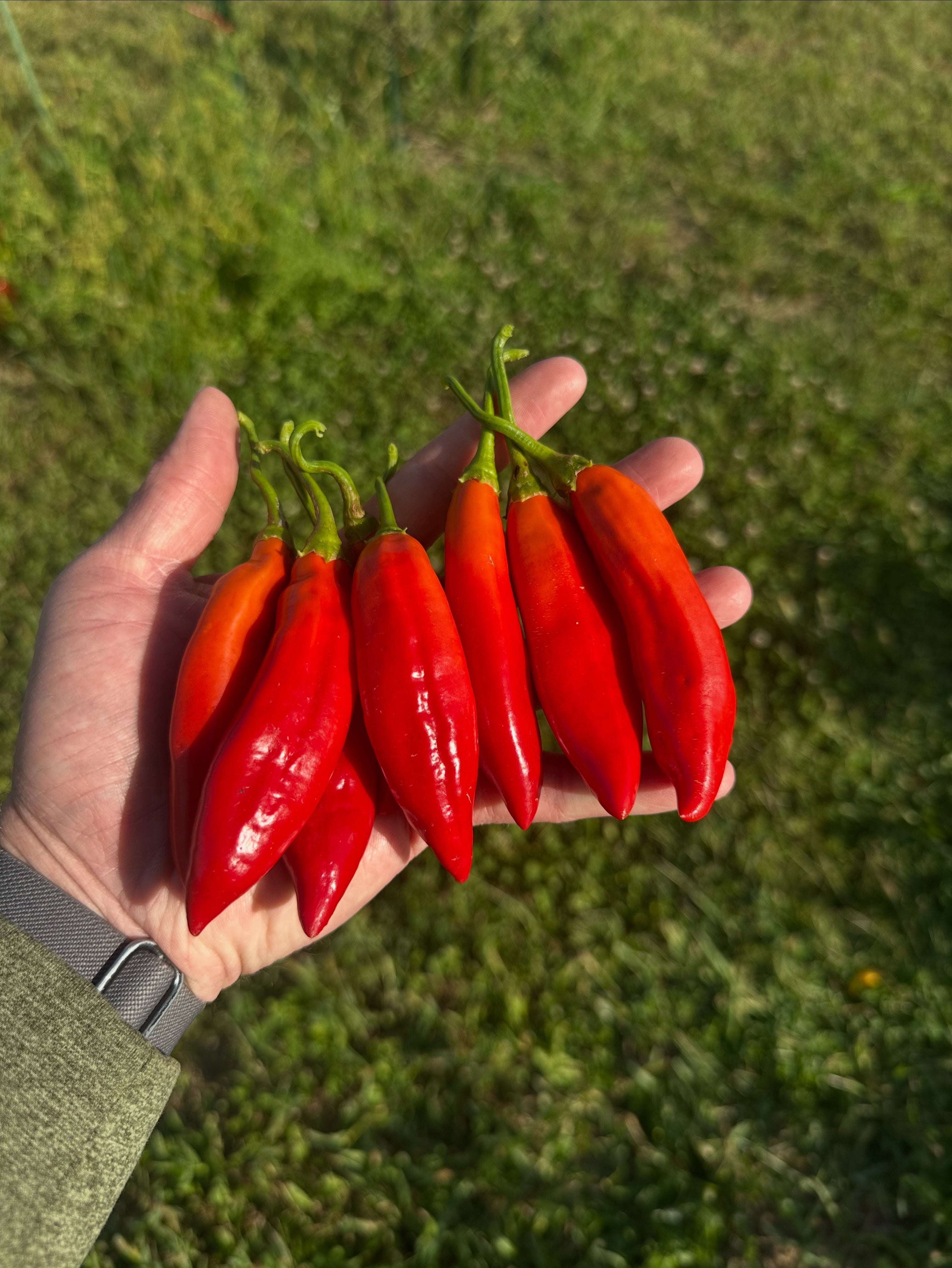 Cap 455 Pepper Seeds