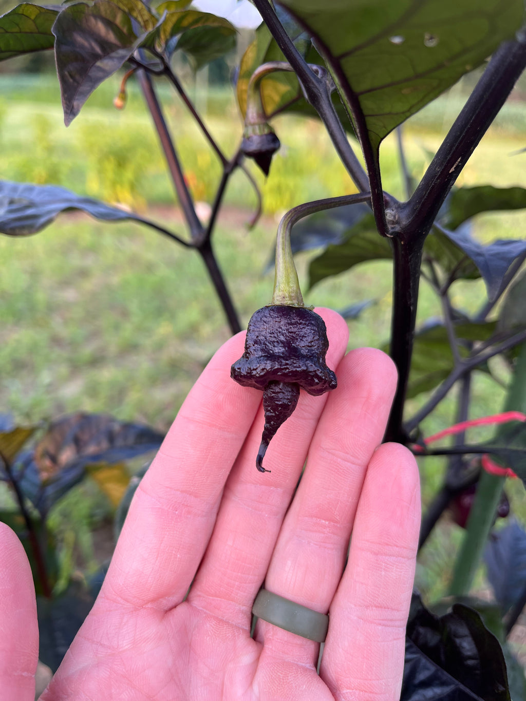 Jays Red Ghost Scorpion x Pink Tiger x Reaper (Lemon Pheno)