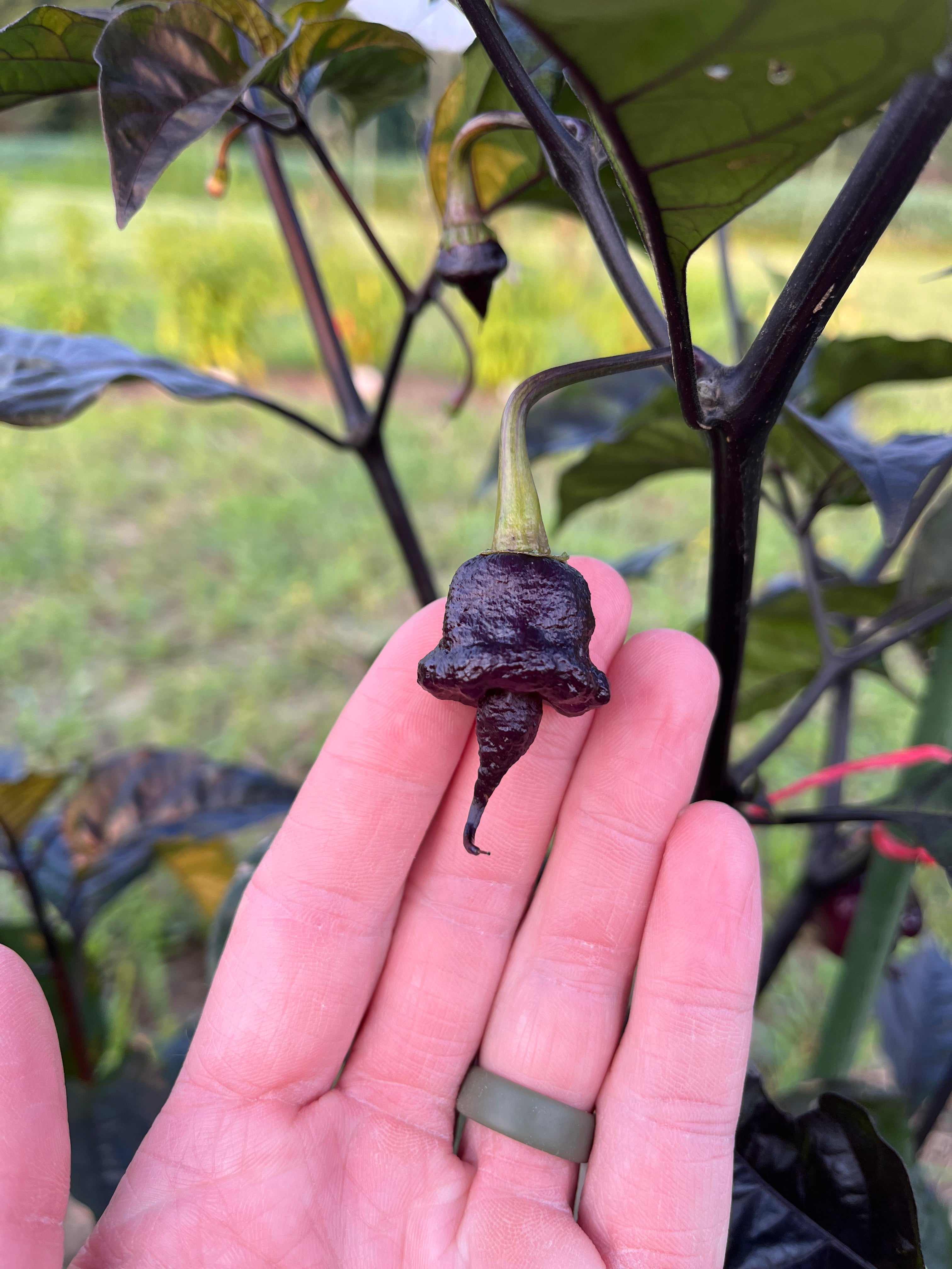 Jays Red Ghost Scorpion x Pink Tiger x Reaper (Lemon Pheno)