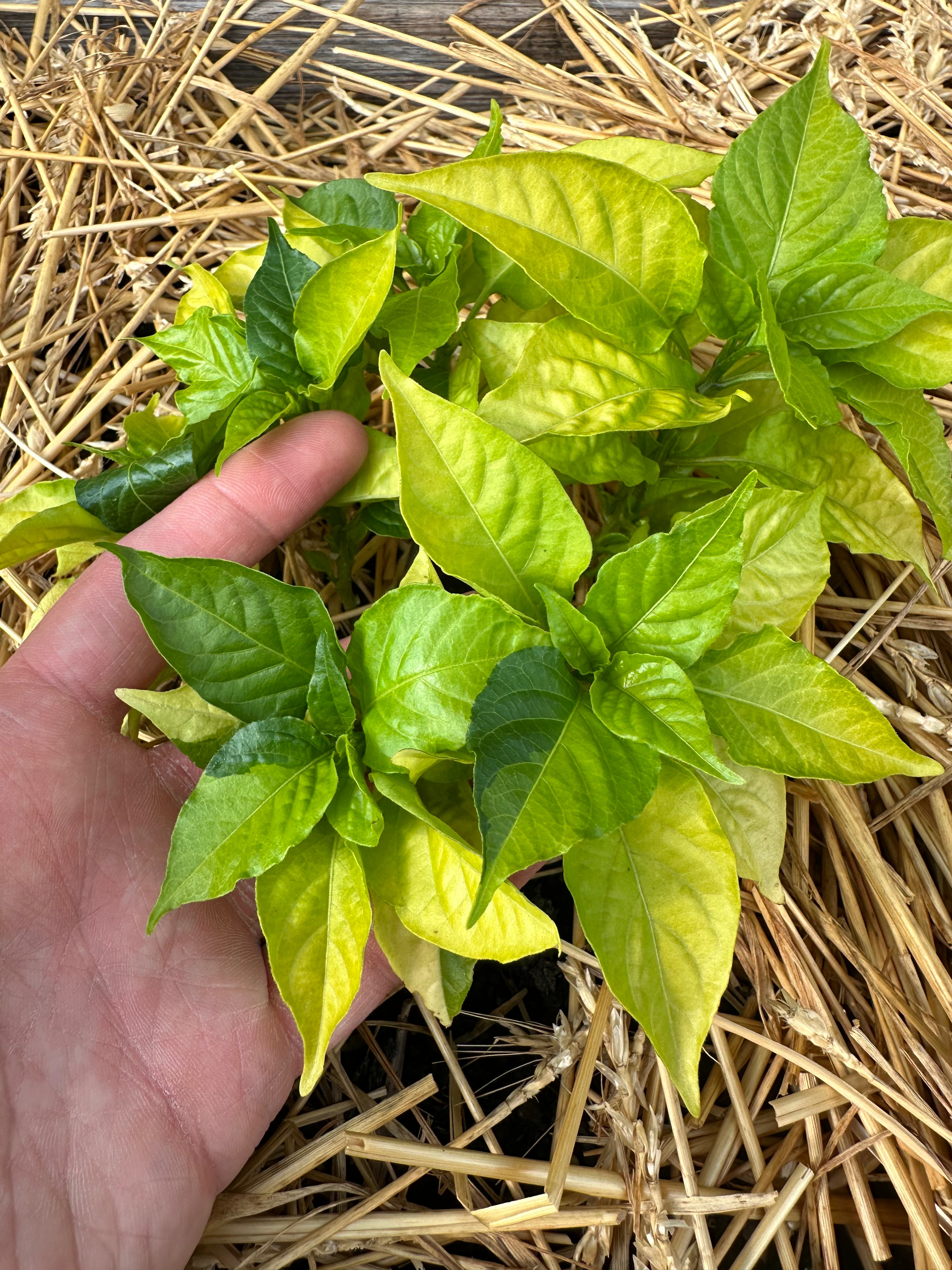 Neon Variegated Beni Highlands