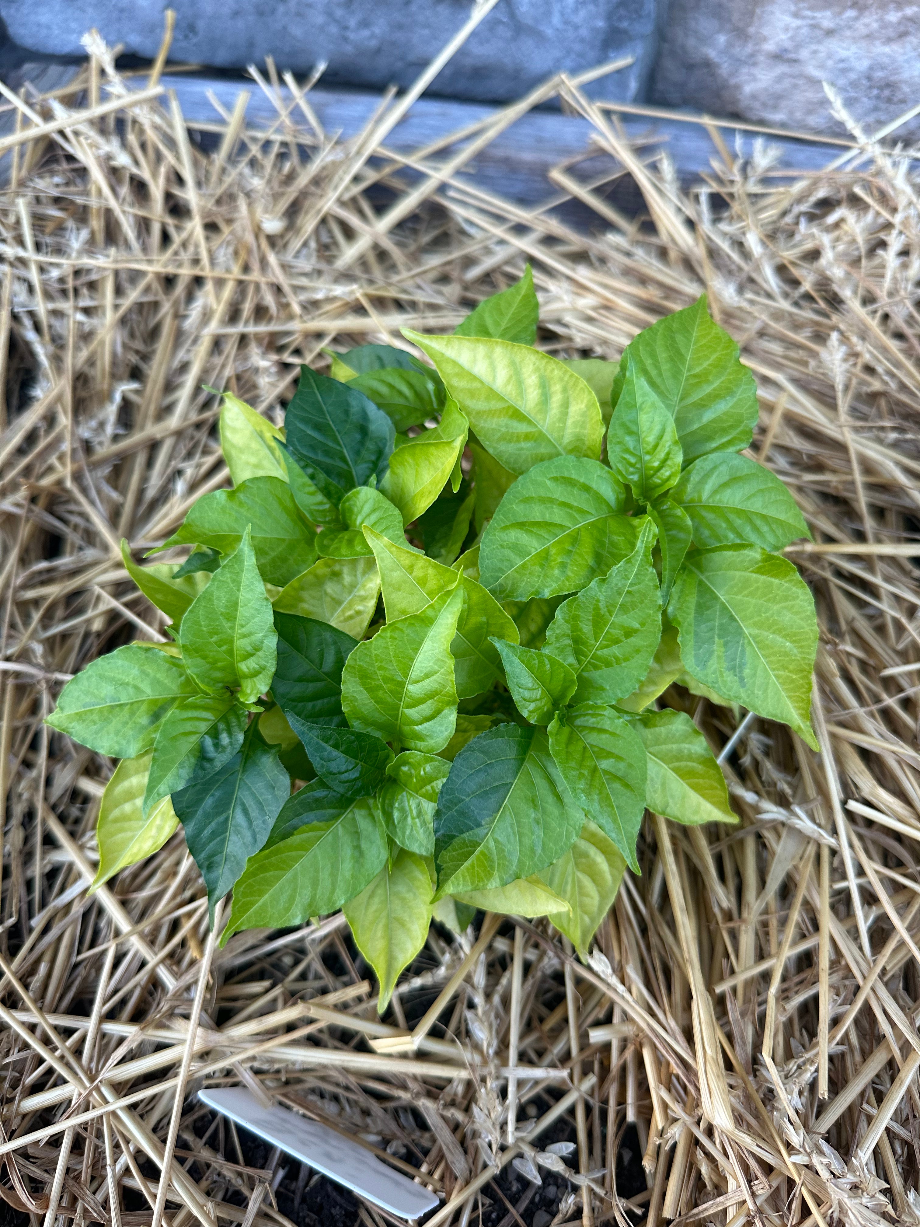 Neon Variegated Beni Highlands