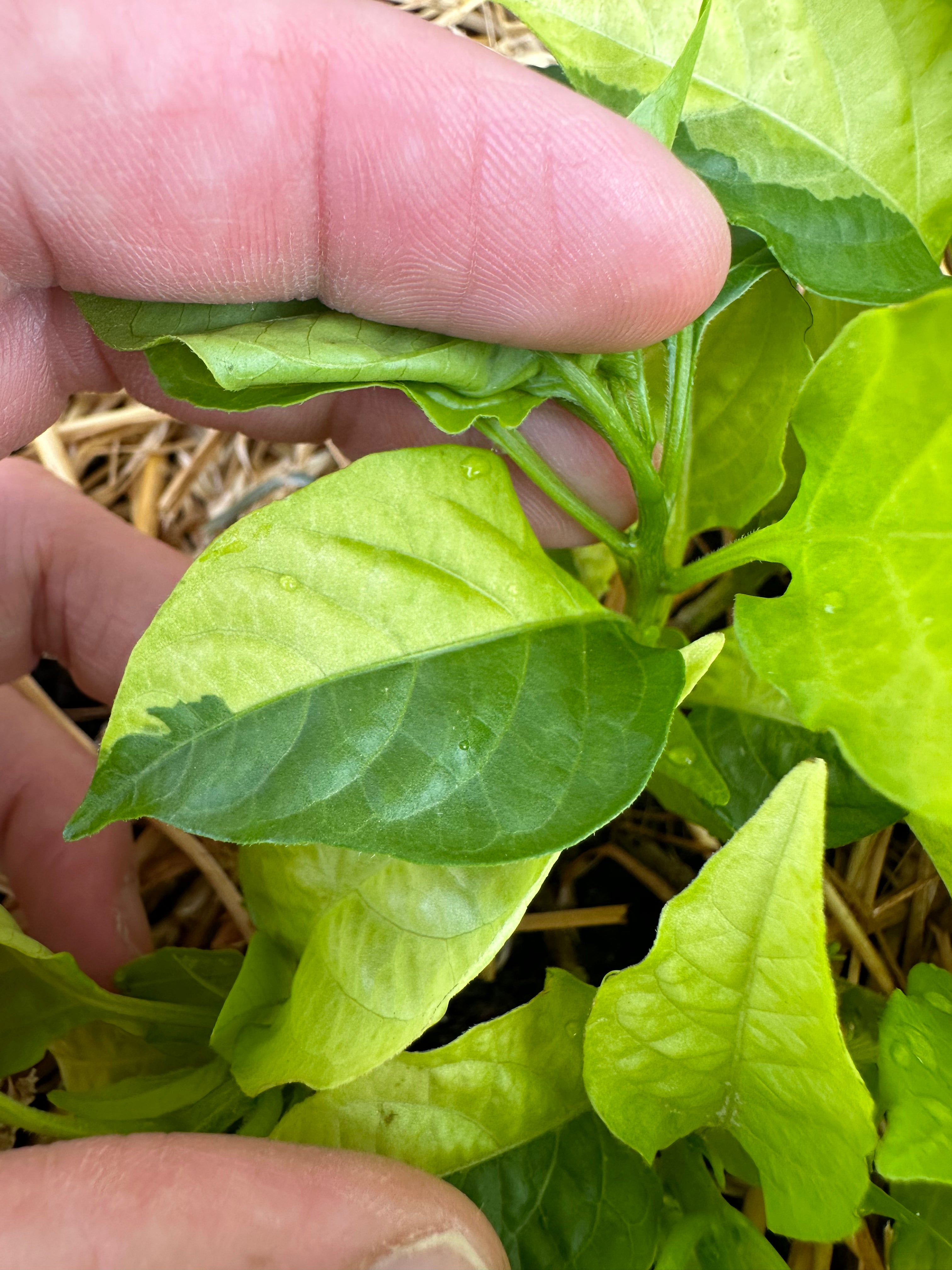 Neon Variegated Beni Highlands