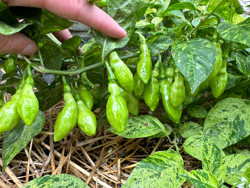 Devil's Claw x Ninfadora