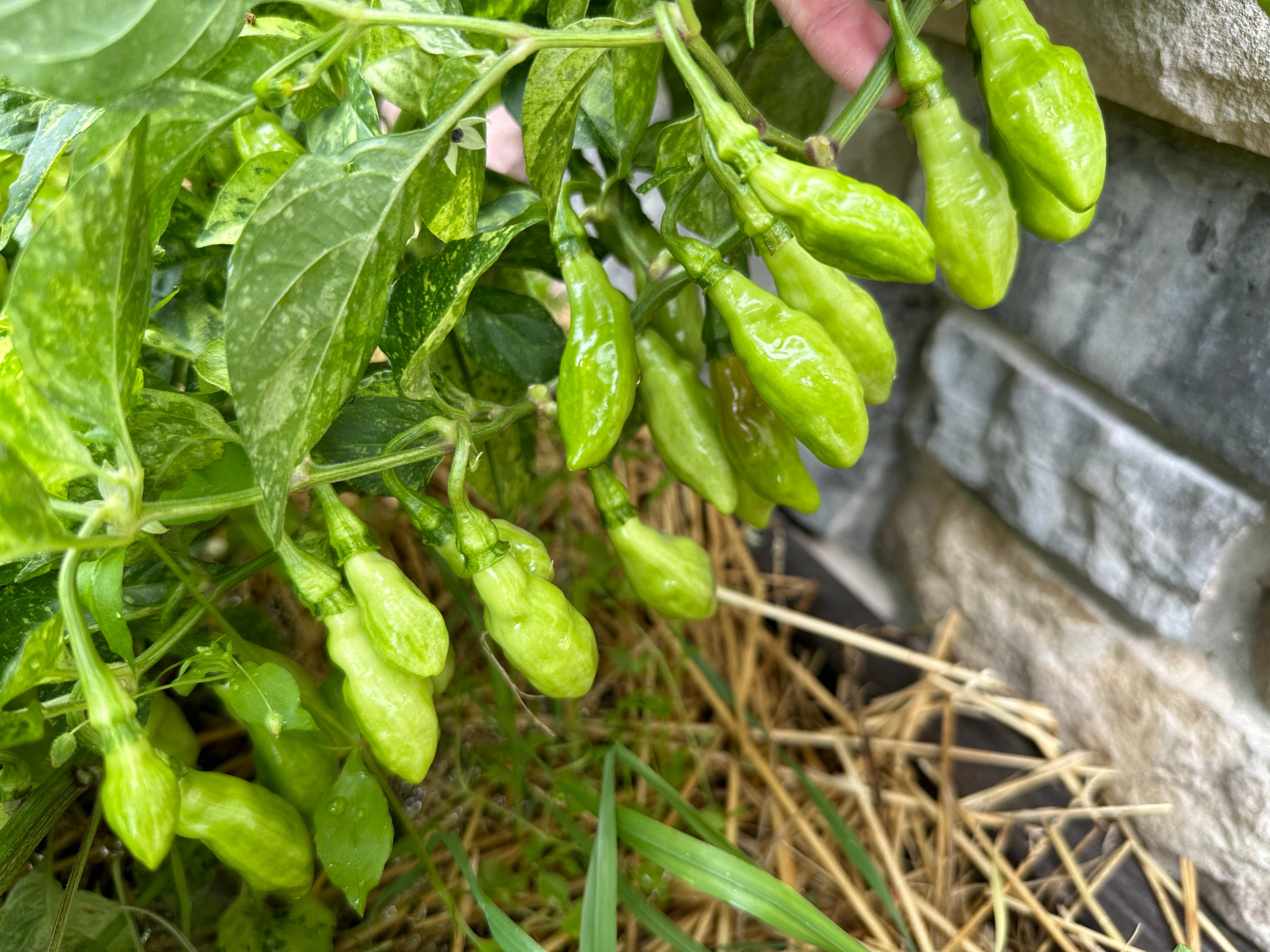 Devil's Claw x Ninfadora