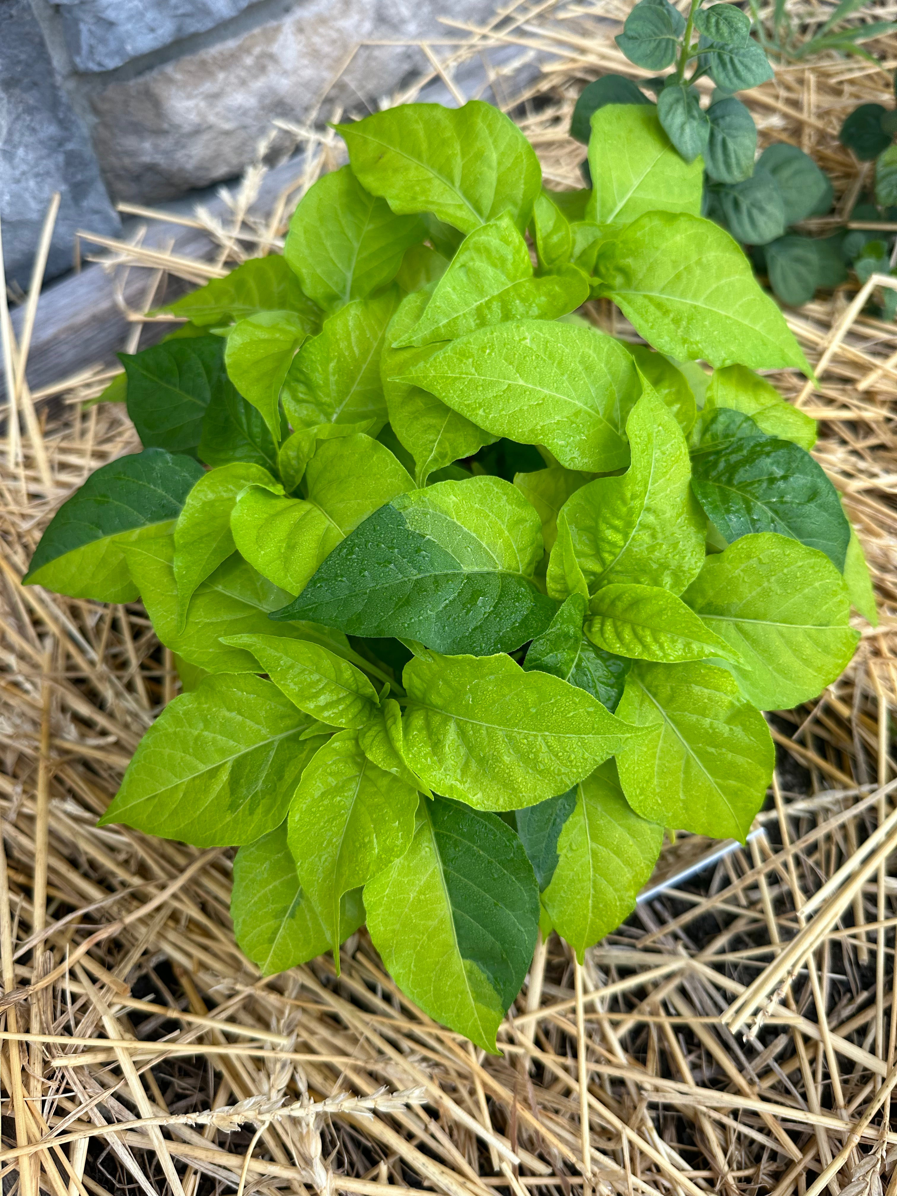Neon Variegated Beni Highlands