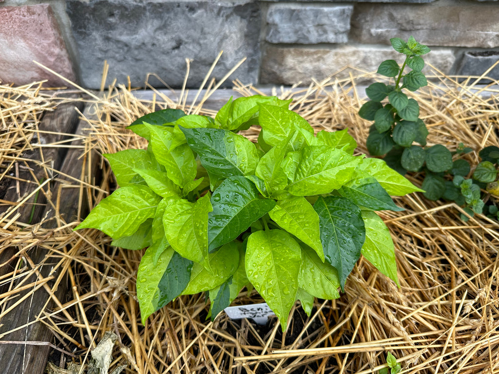 Neon Variegated Beni Highlands