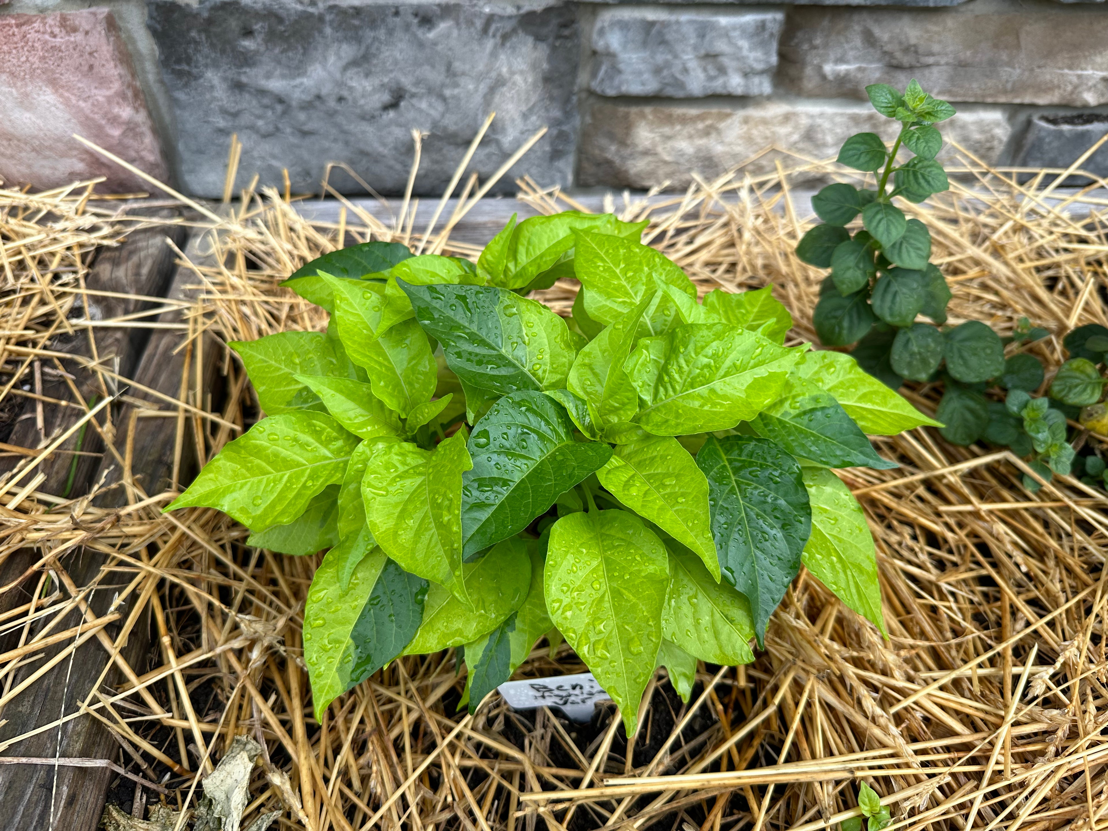 Neon Variegated Beni Highlands