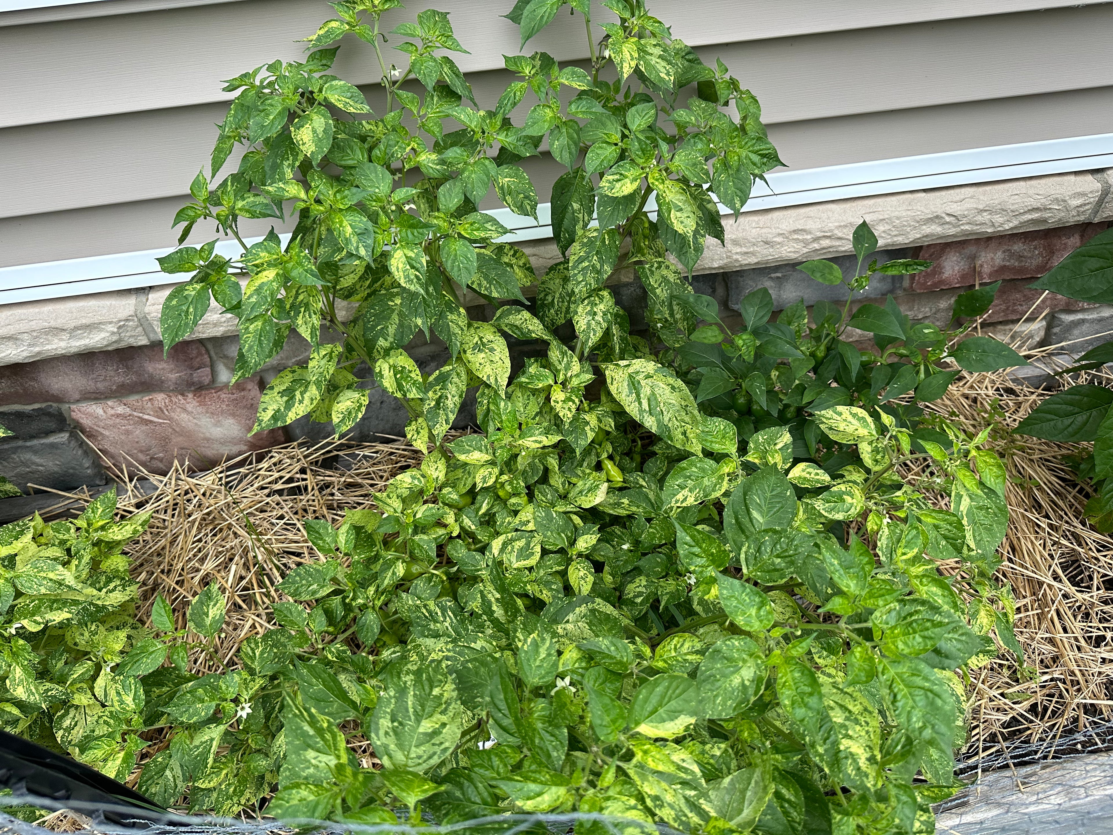 Devil's Claw x Ninfadora