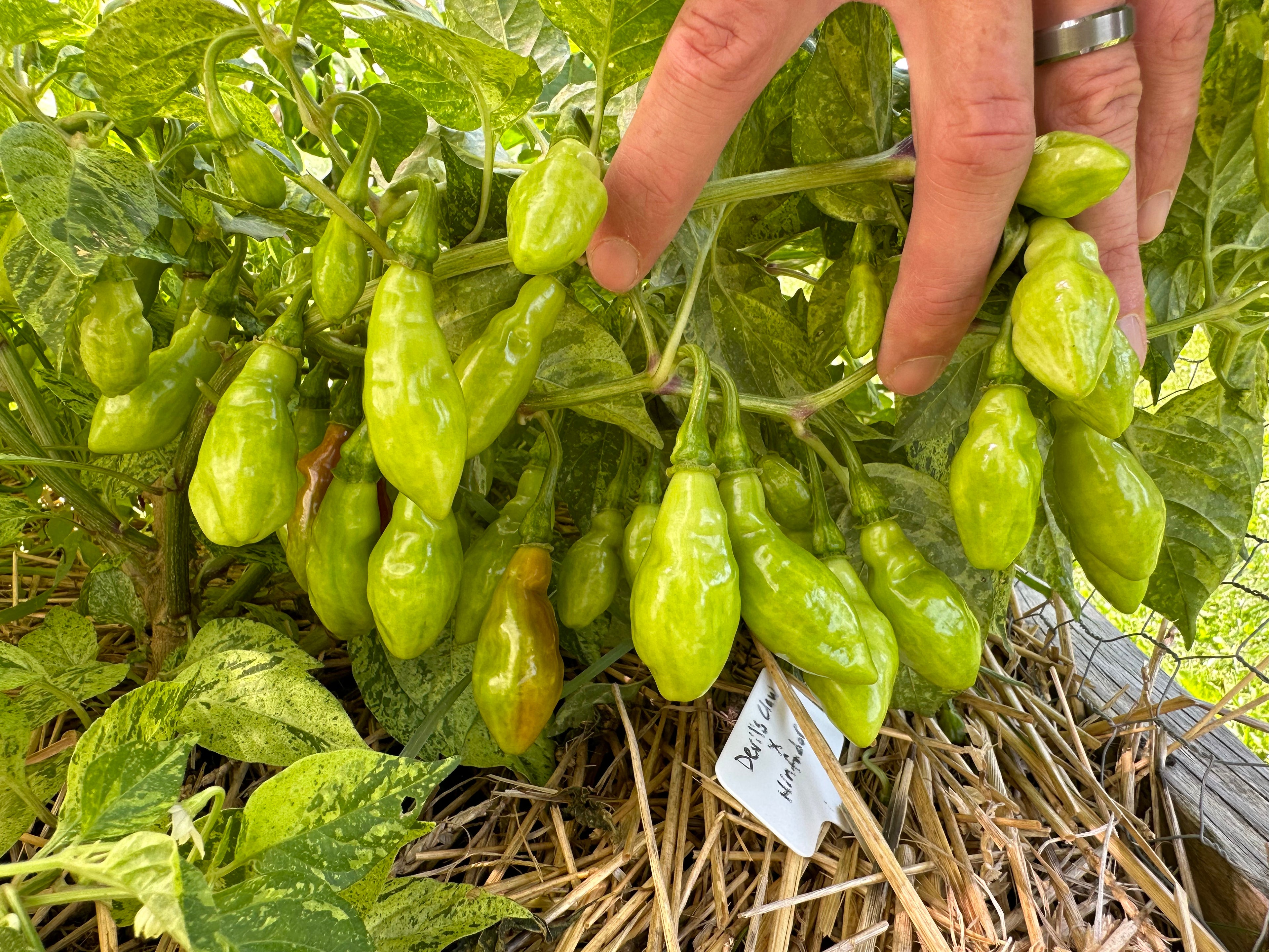 Devil's Claw x Ninfadora