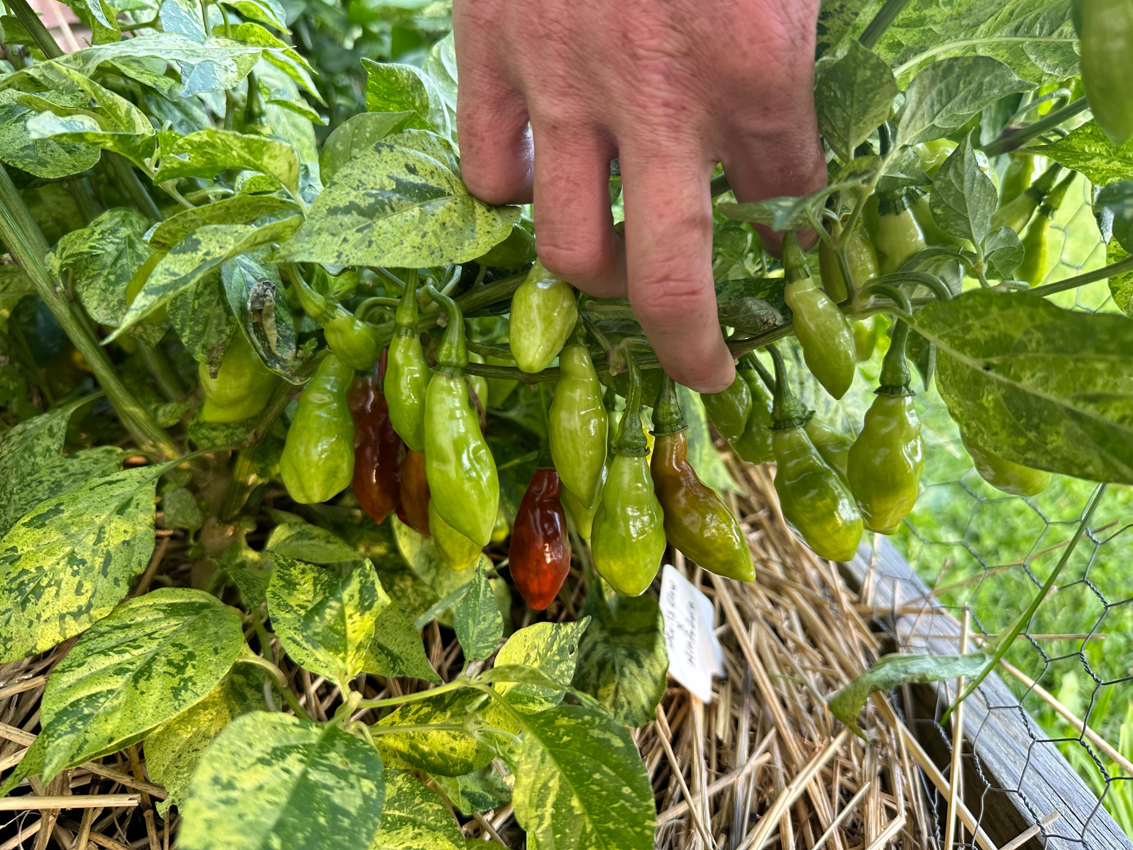 Devil's Claw x Ninfadora