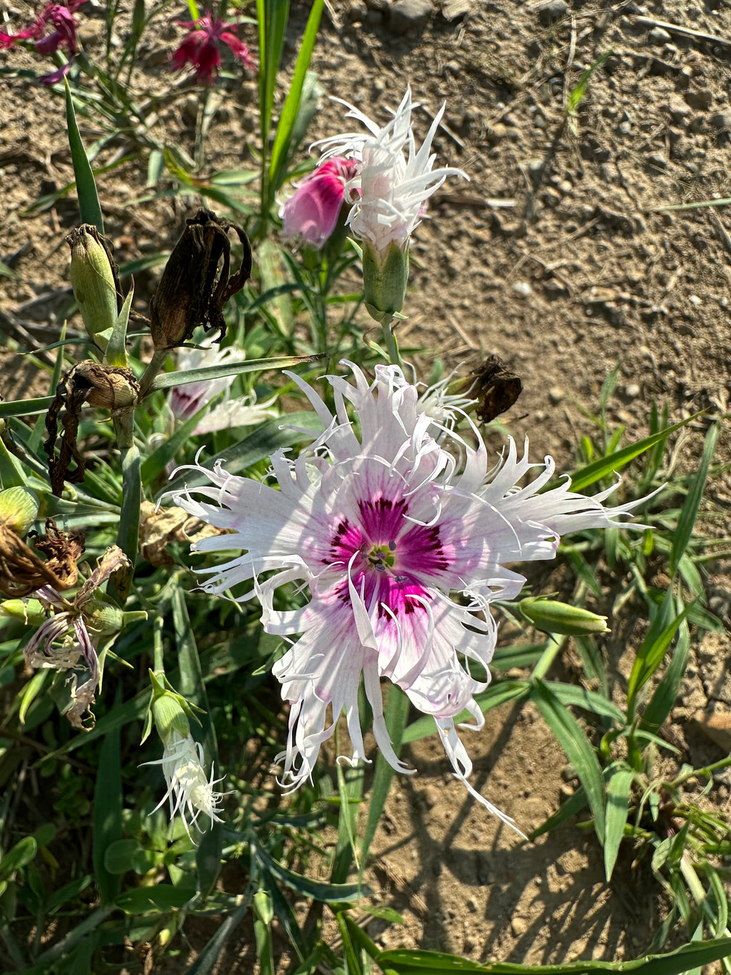 Spooky Mix Dianthus