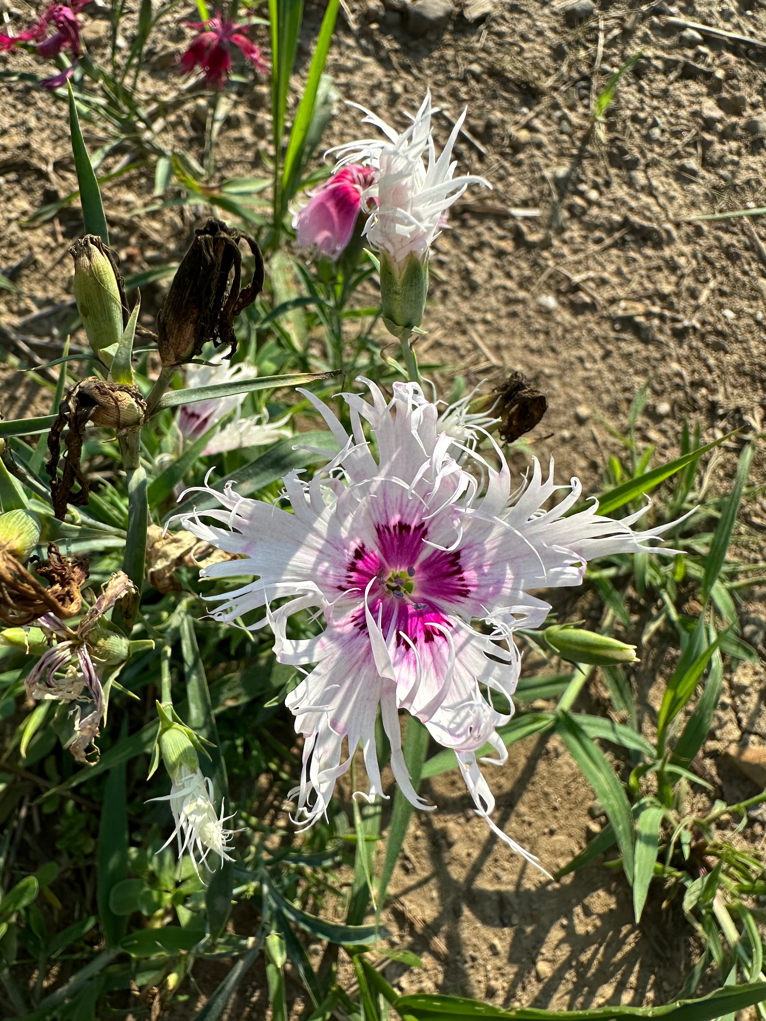 Spooky Mix Dianthus