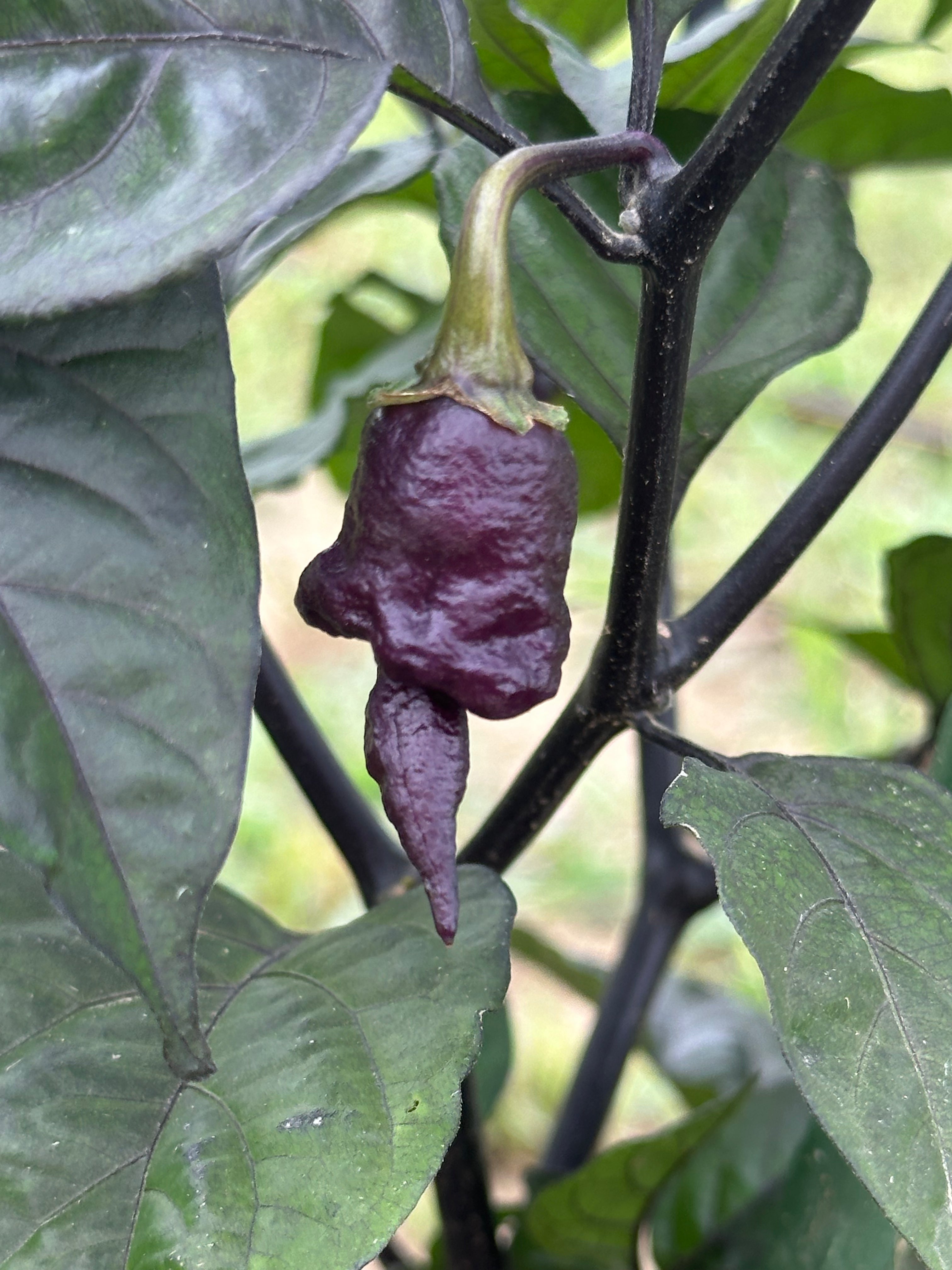 Jays Red Ghost Scorpion x Pink Tiger x Reaper (Lemon Pheno)