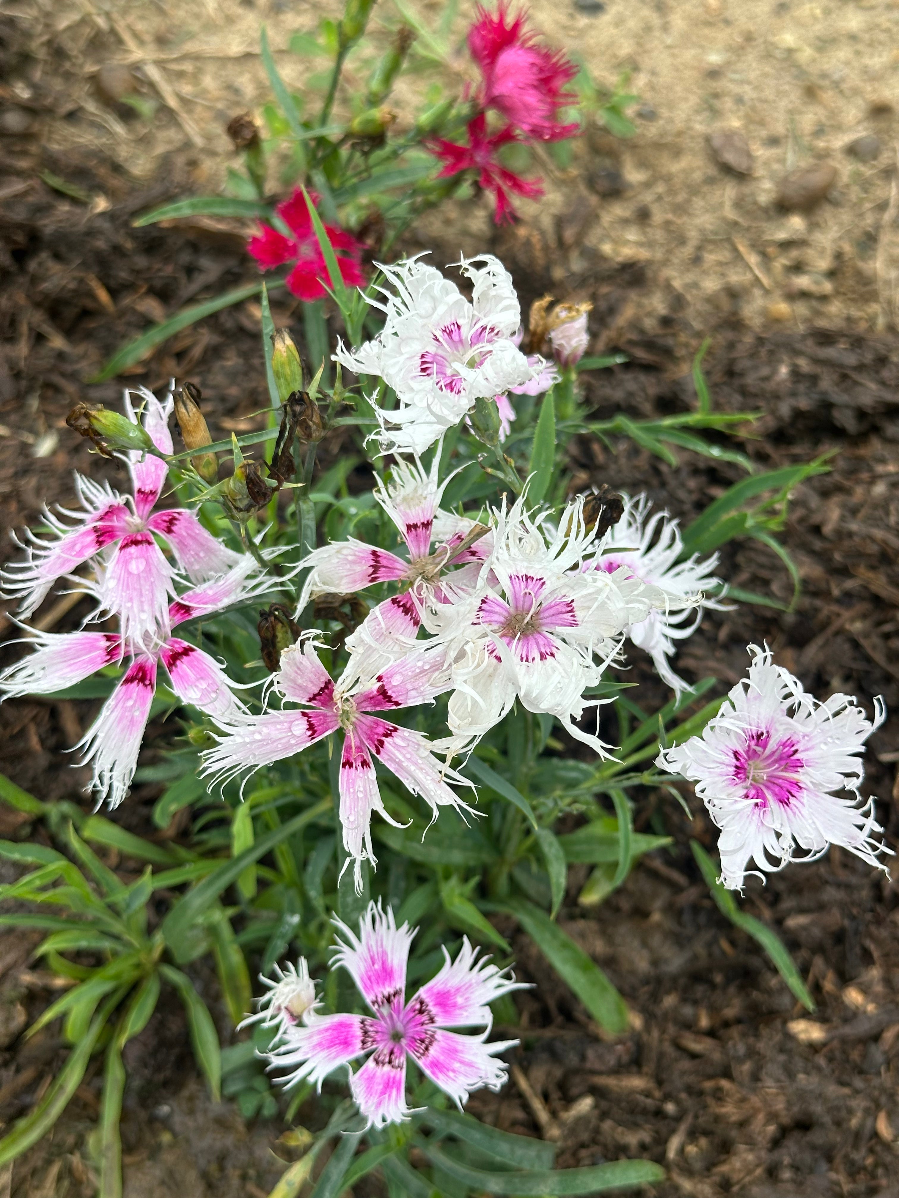 Spooky Mix Dianthus