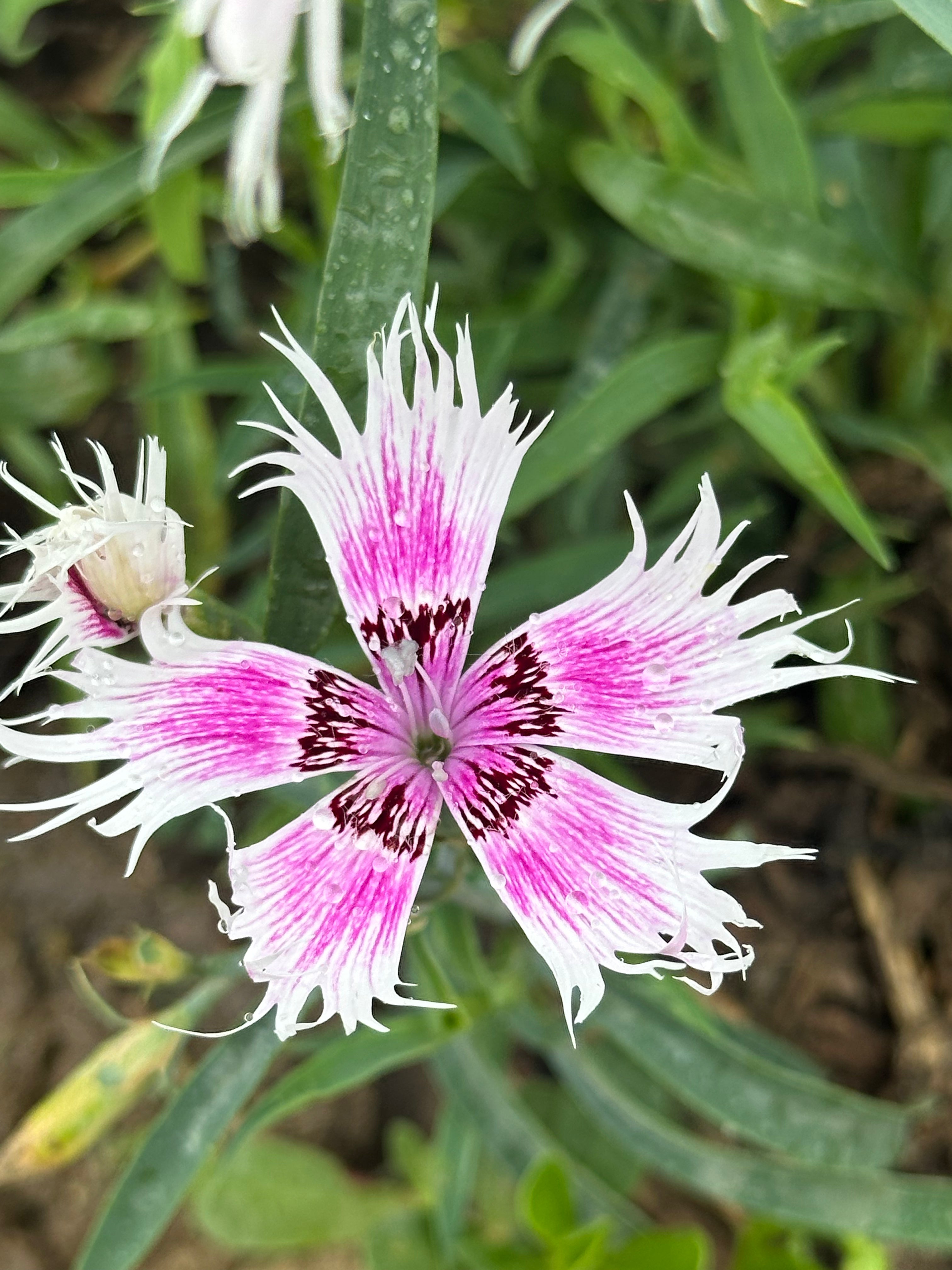 Spooky Mix Dianthus