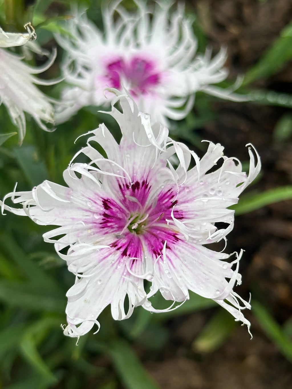 Spooky Mix Dianthus