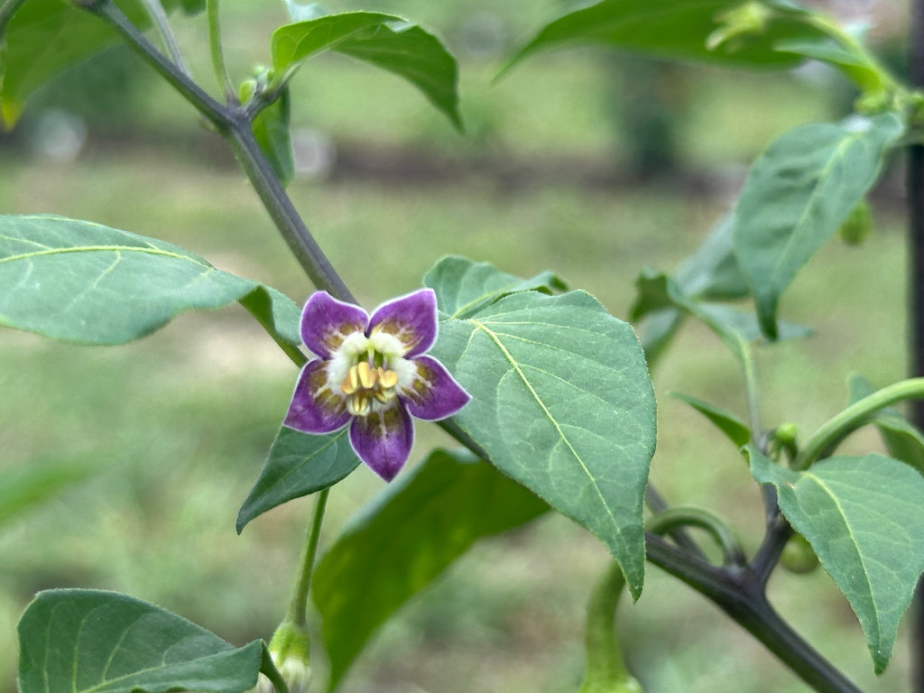 Flower Rangers Purple Flower Baccatum – Pepper Ranger