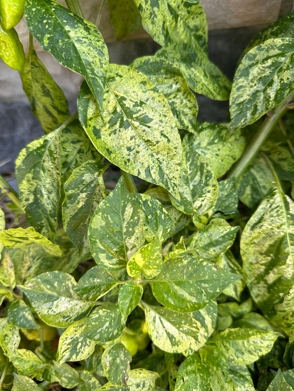 Devil's Claw x Ninfadora