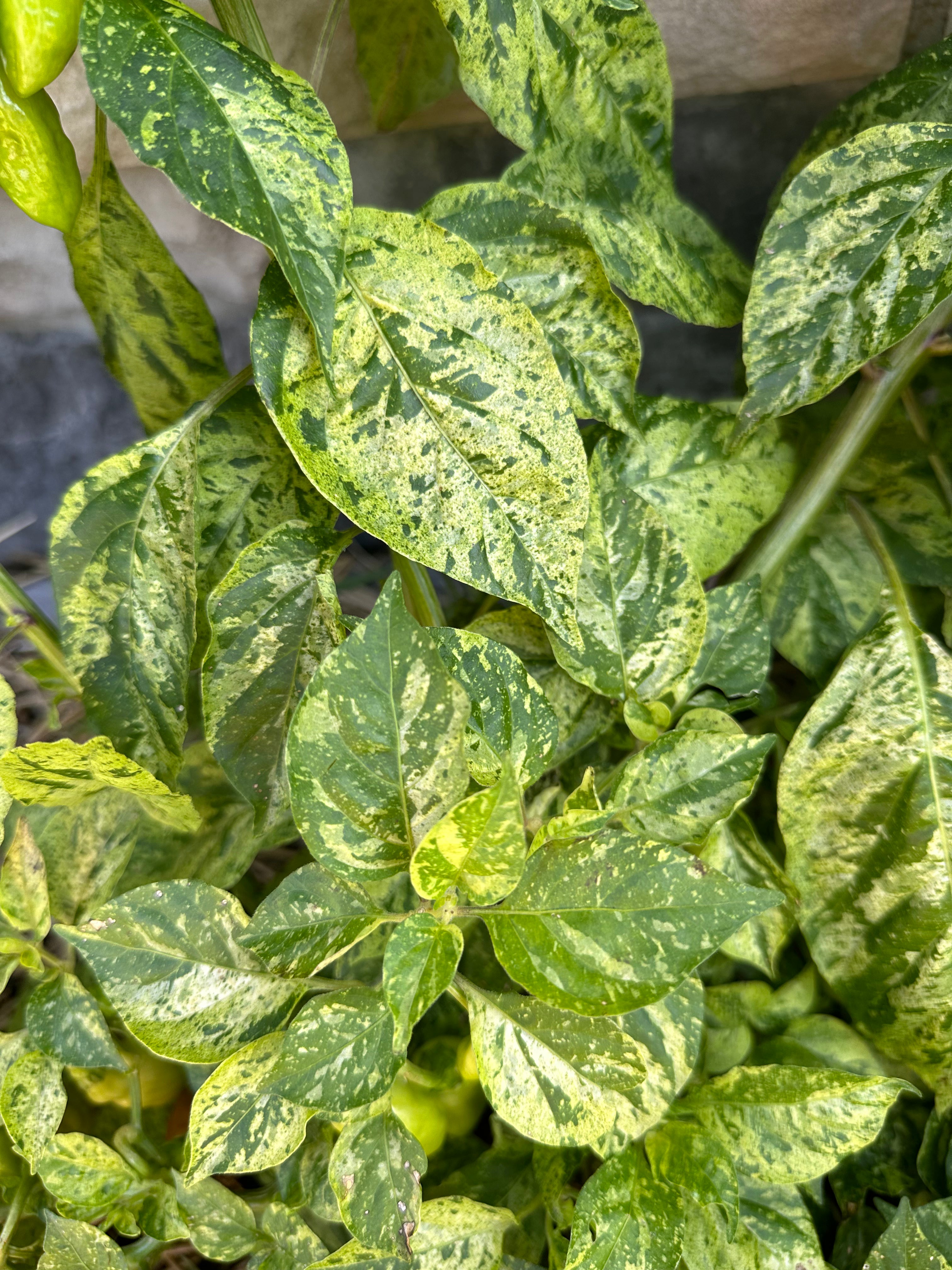 Devil's Claw x Ninfadora