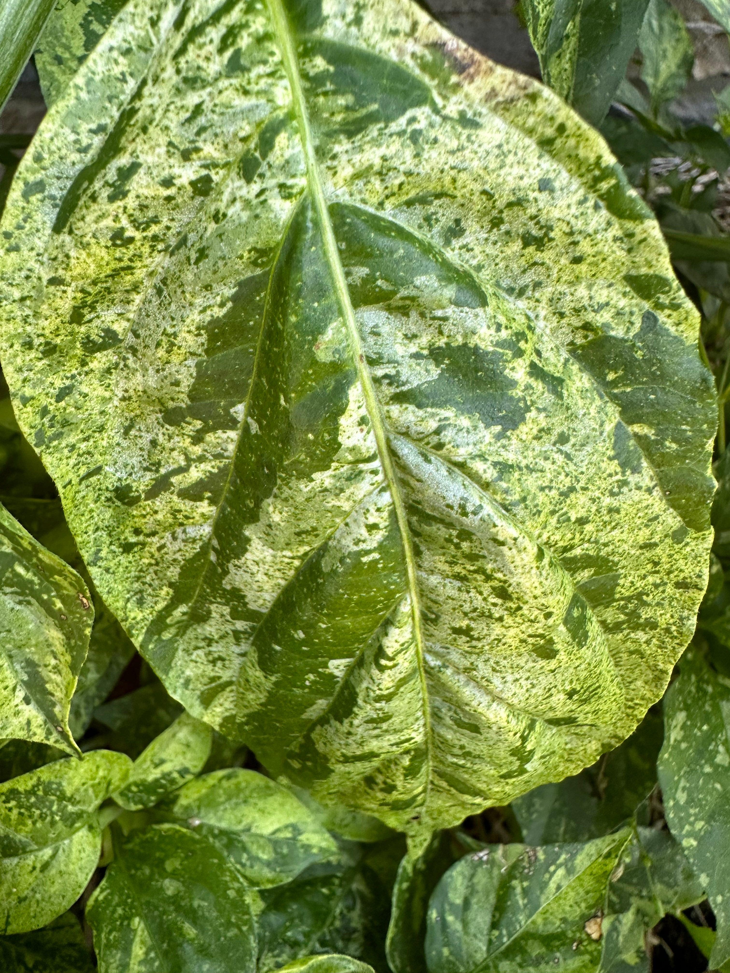 Devil's Claw x Ninfadora