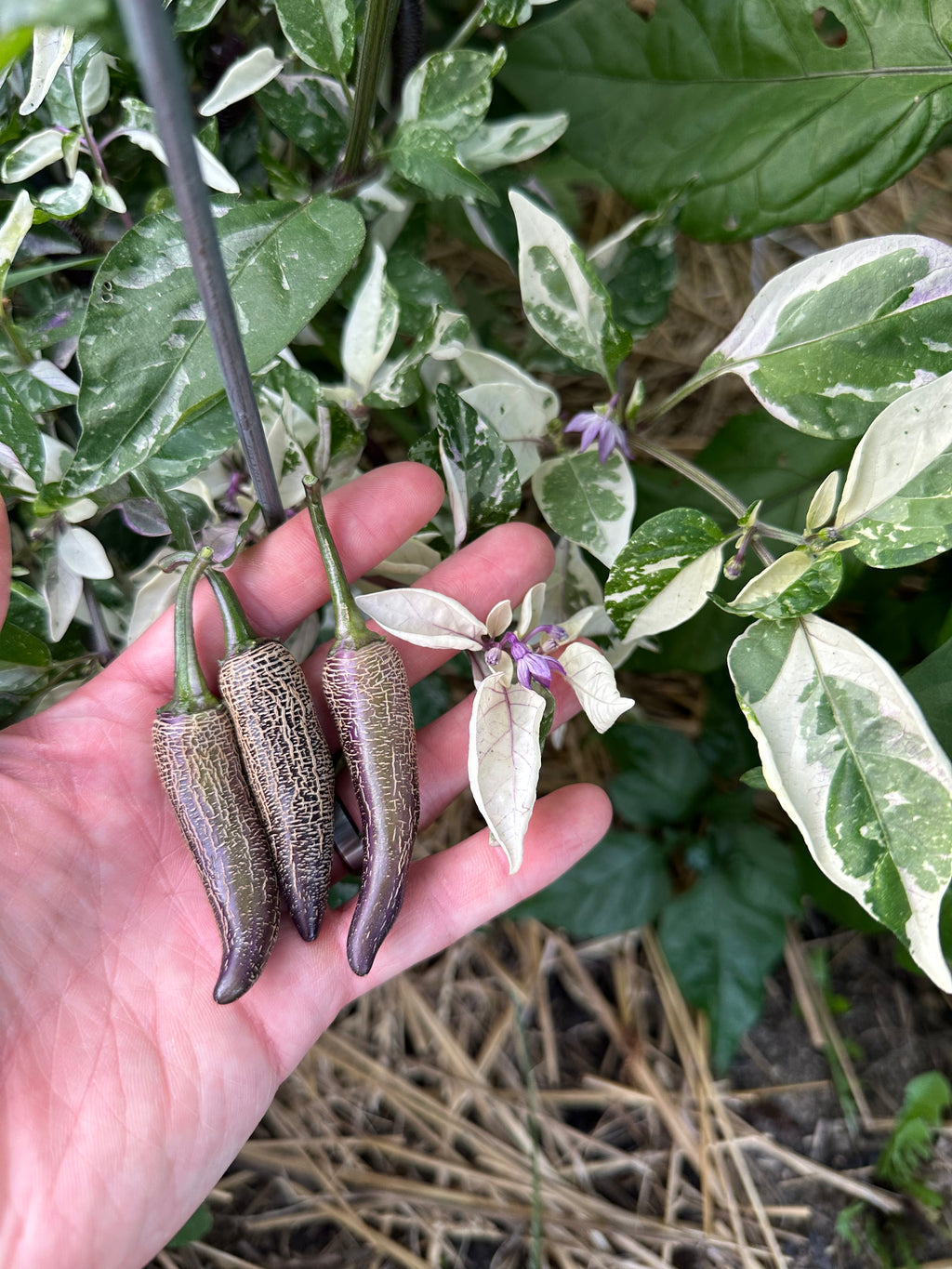 Dreamcatcher x Farmers Market Jalapeño