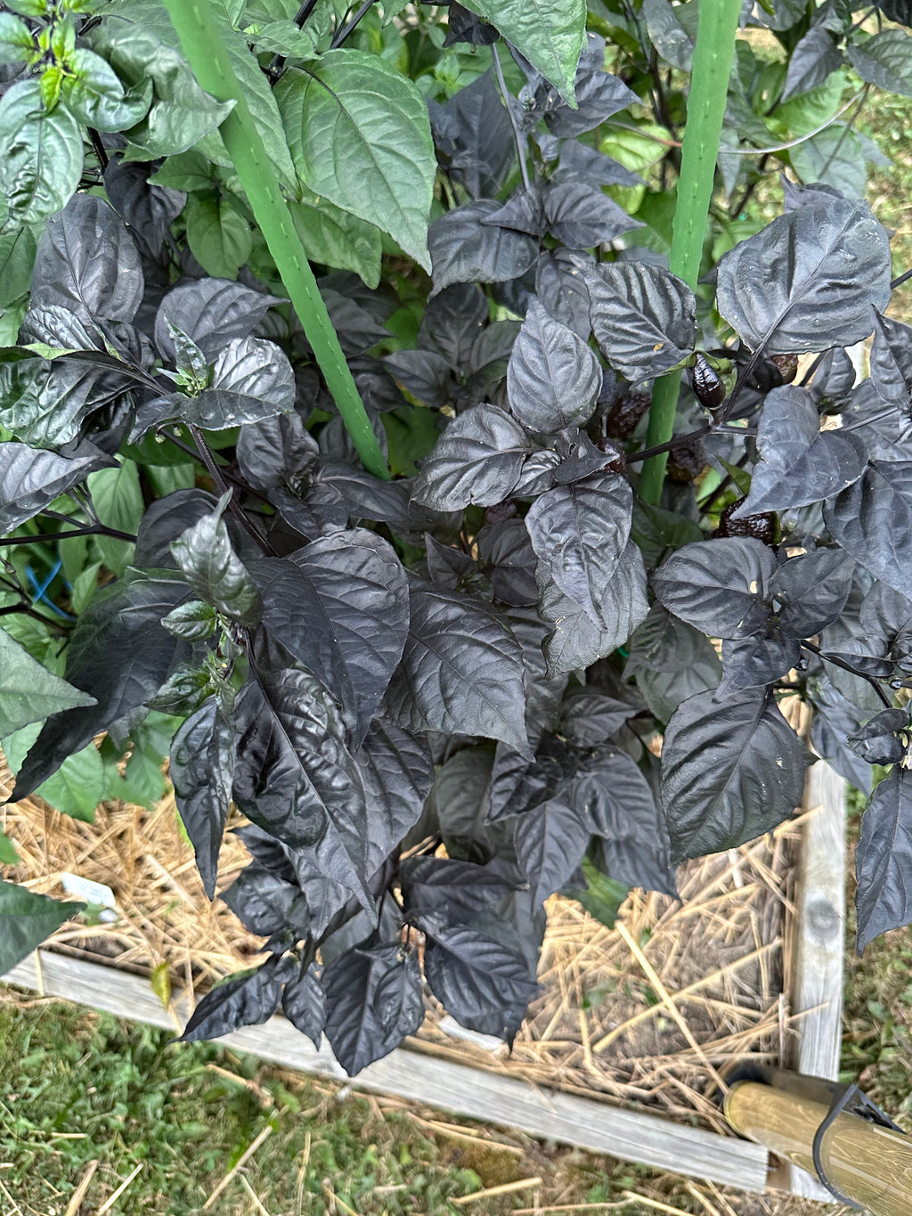 Crazy Boy Pink Cream Variant