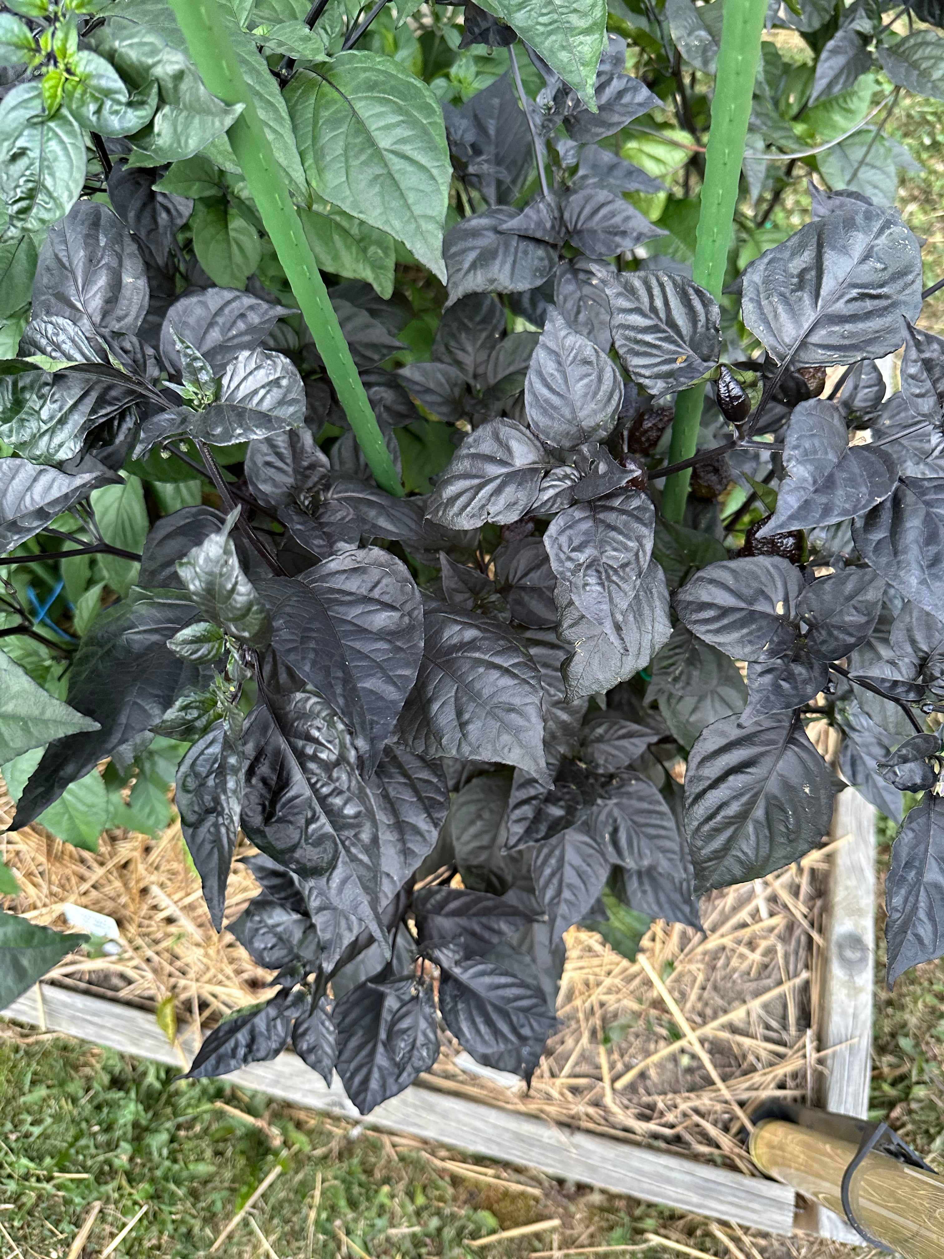 Crazy Boy Pink Cream Variant