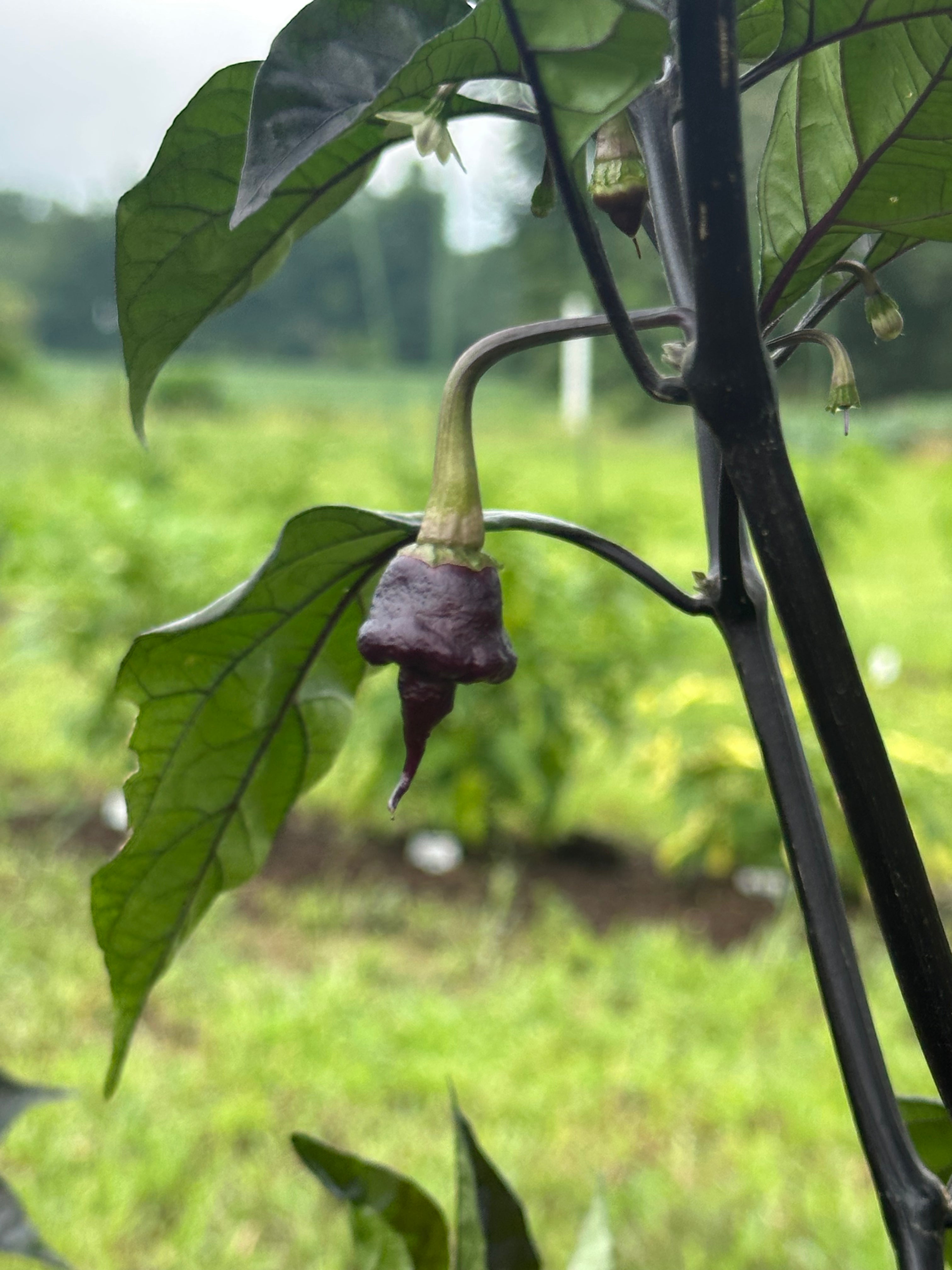 Jays Red Ghost Scorpion x Pink Tiger x Reaper (Lemon Pheno)