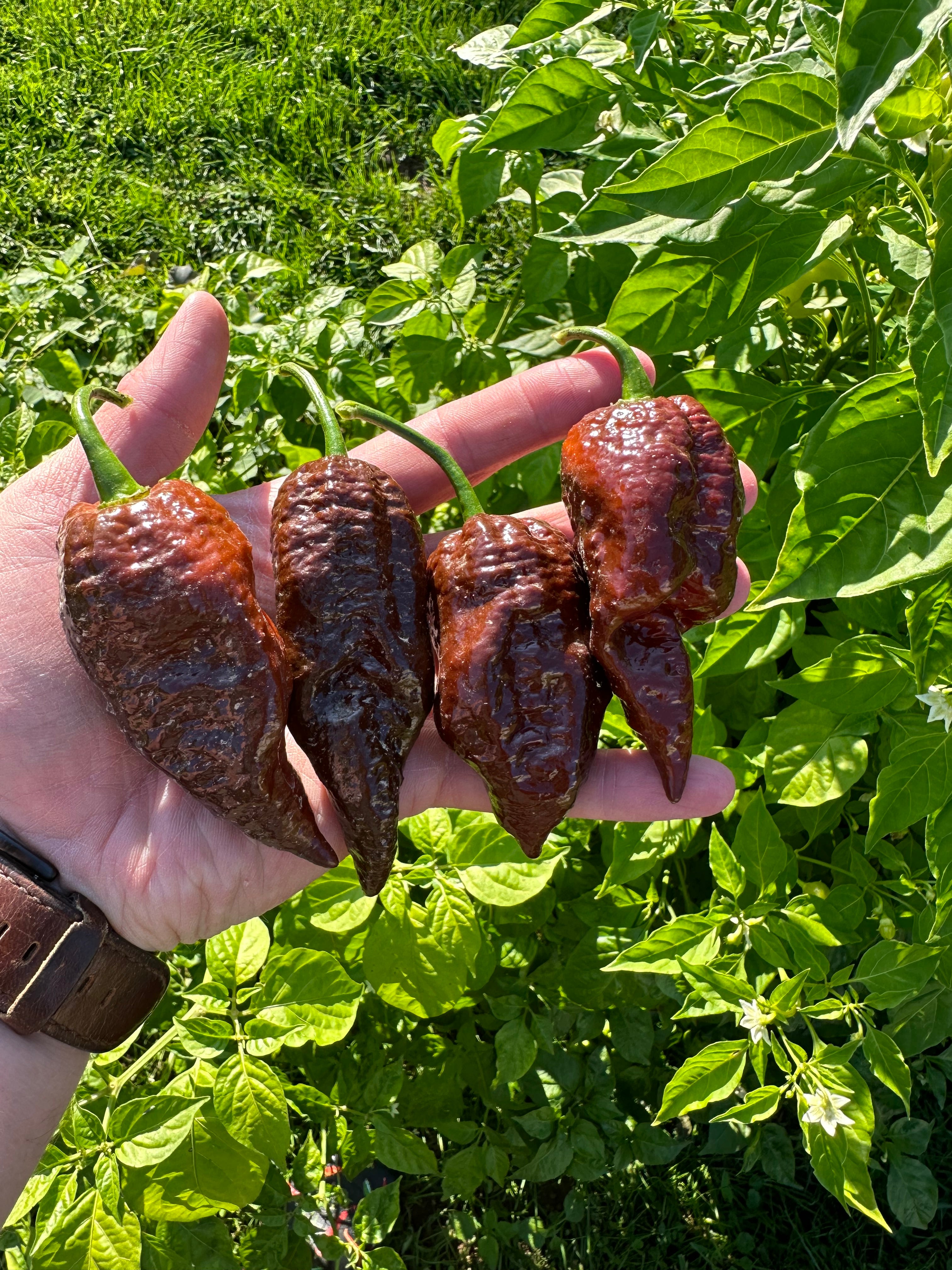 Gator Jigsaw x Chocolate Habanero  F4