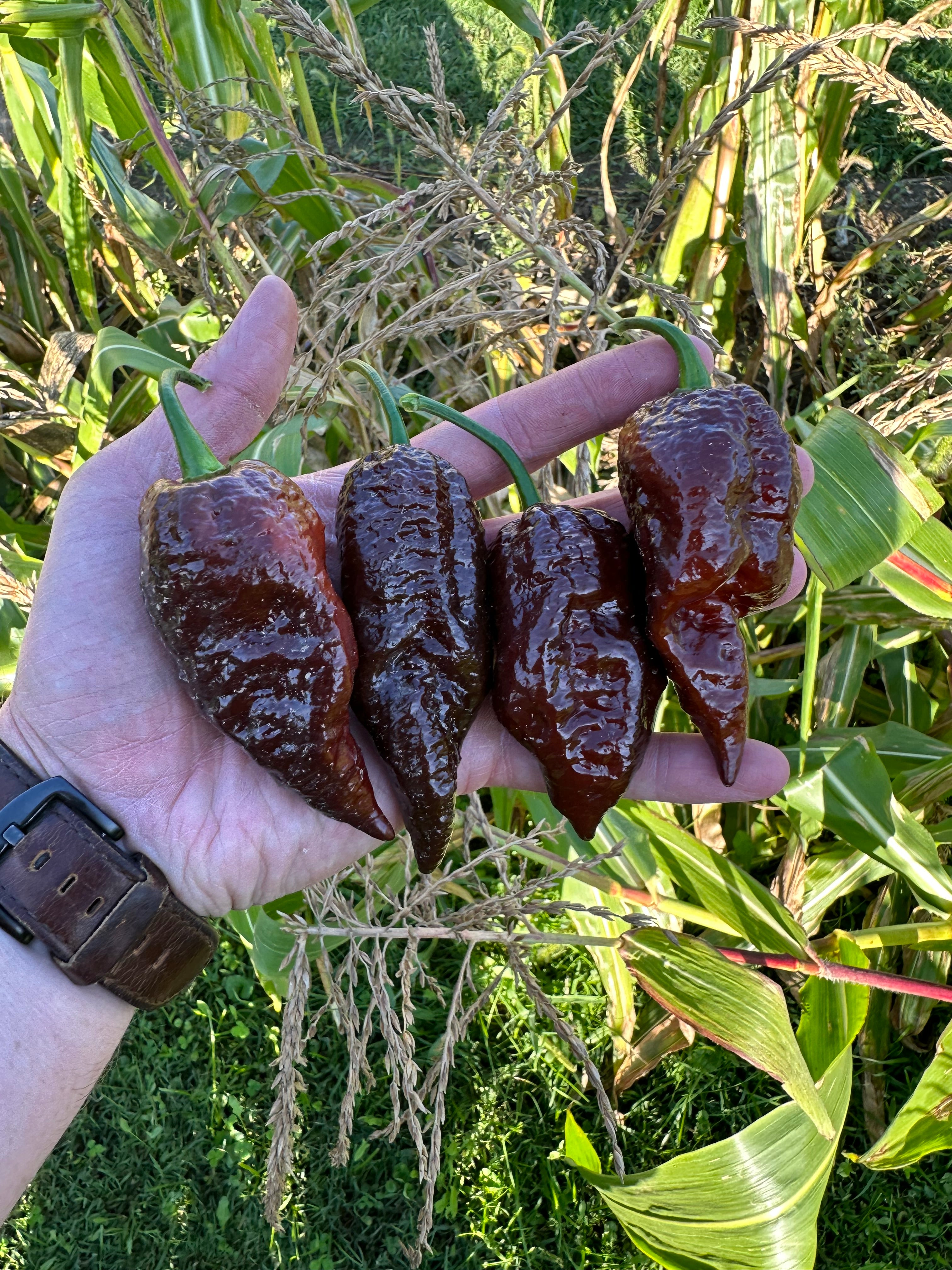 Gator Jigsaw x Chocolate Habanero  F4