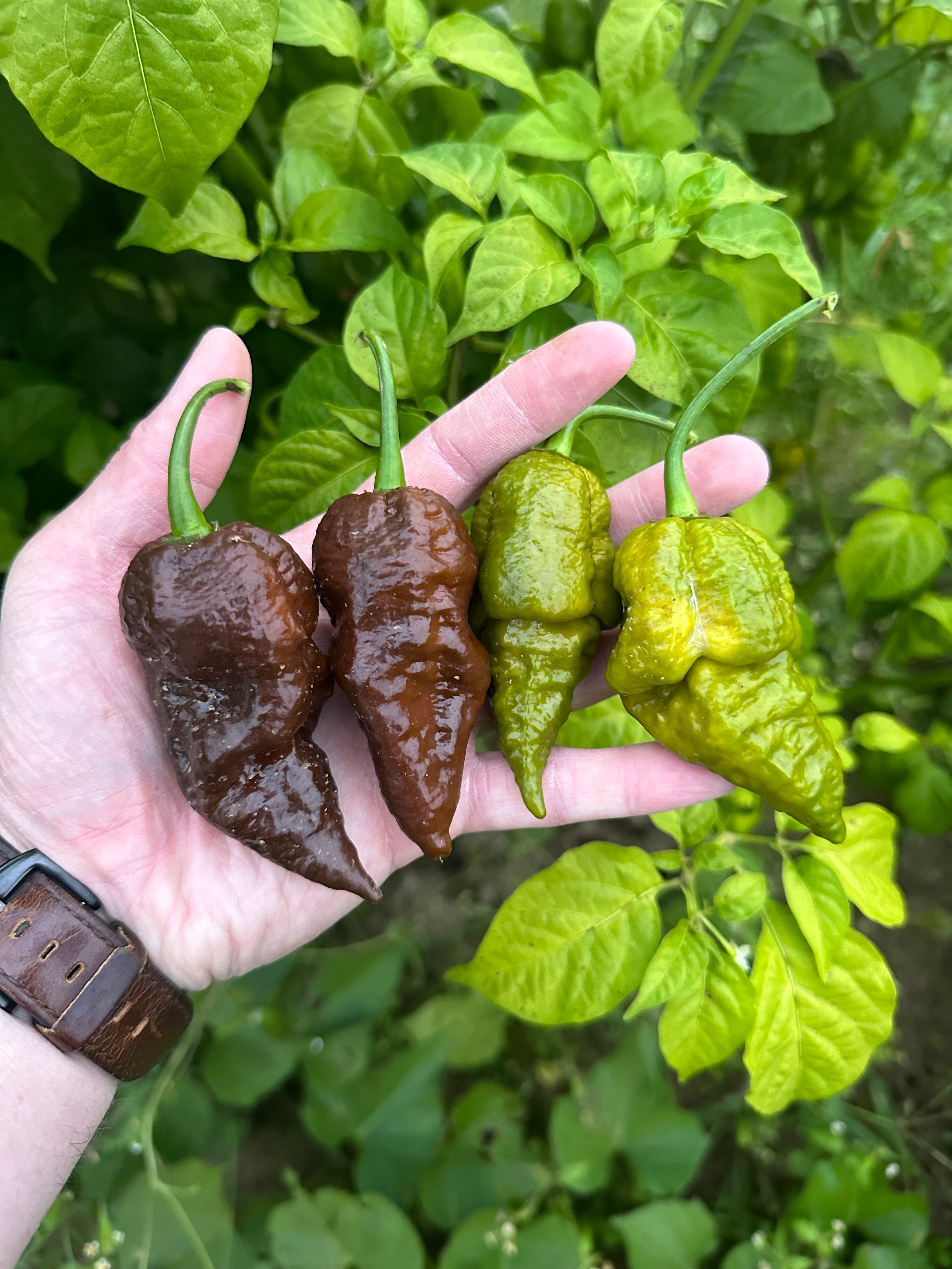 Gator Jigsaw x Chocolate Habanero  F4