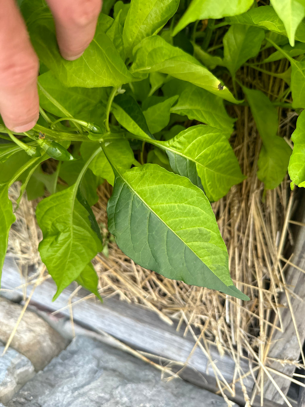 Neon Variegated Beni Highlands