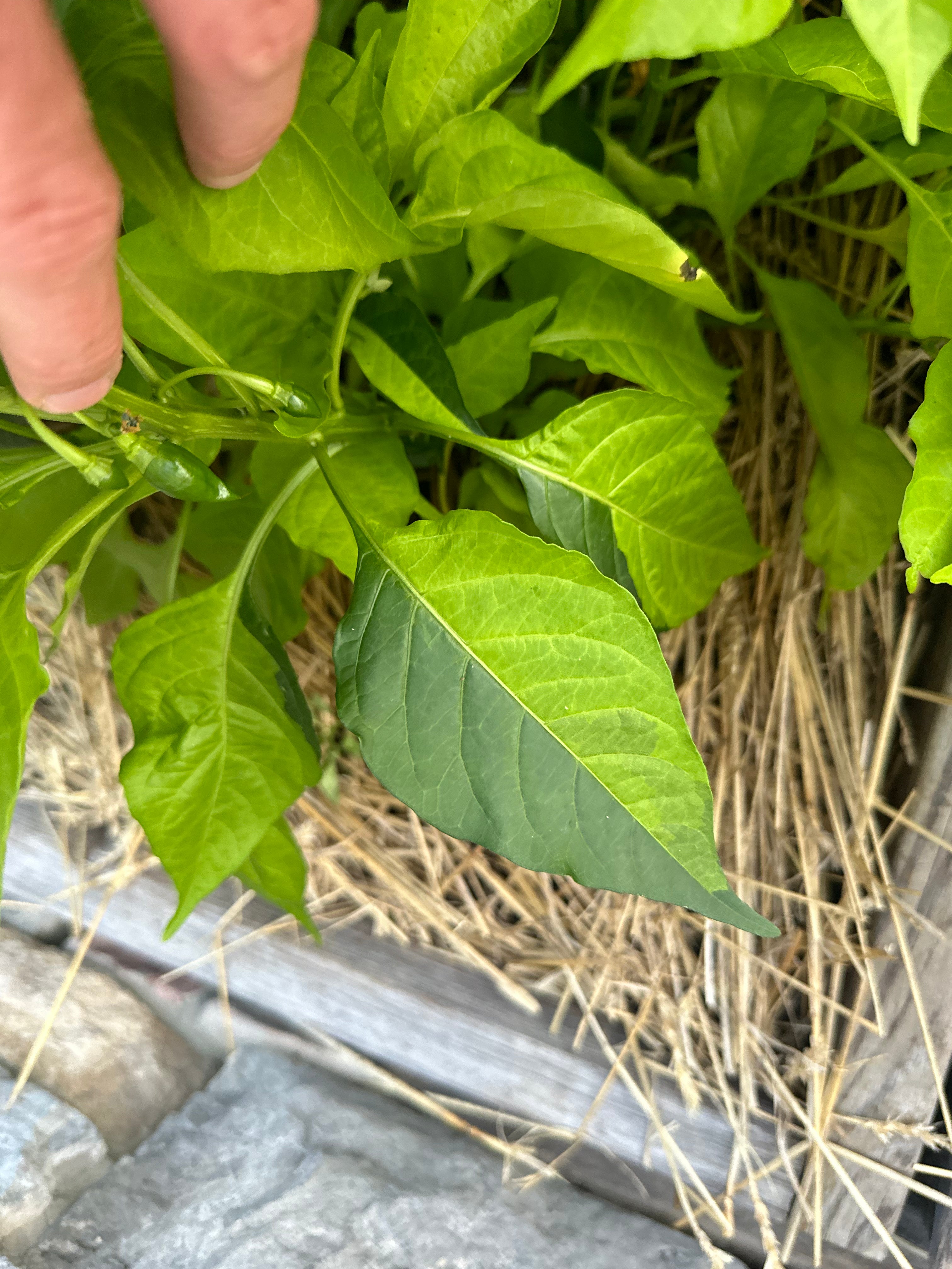 Neon Variegated Beni Highlands