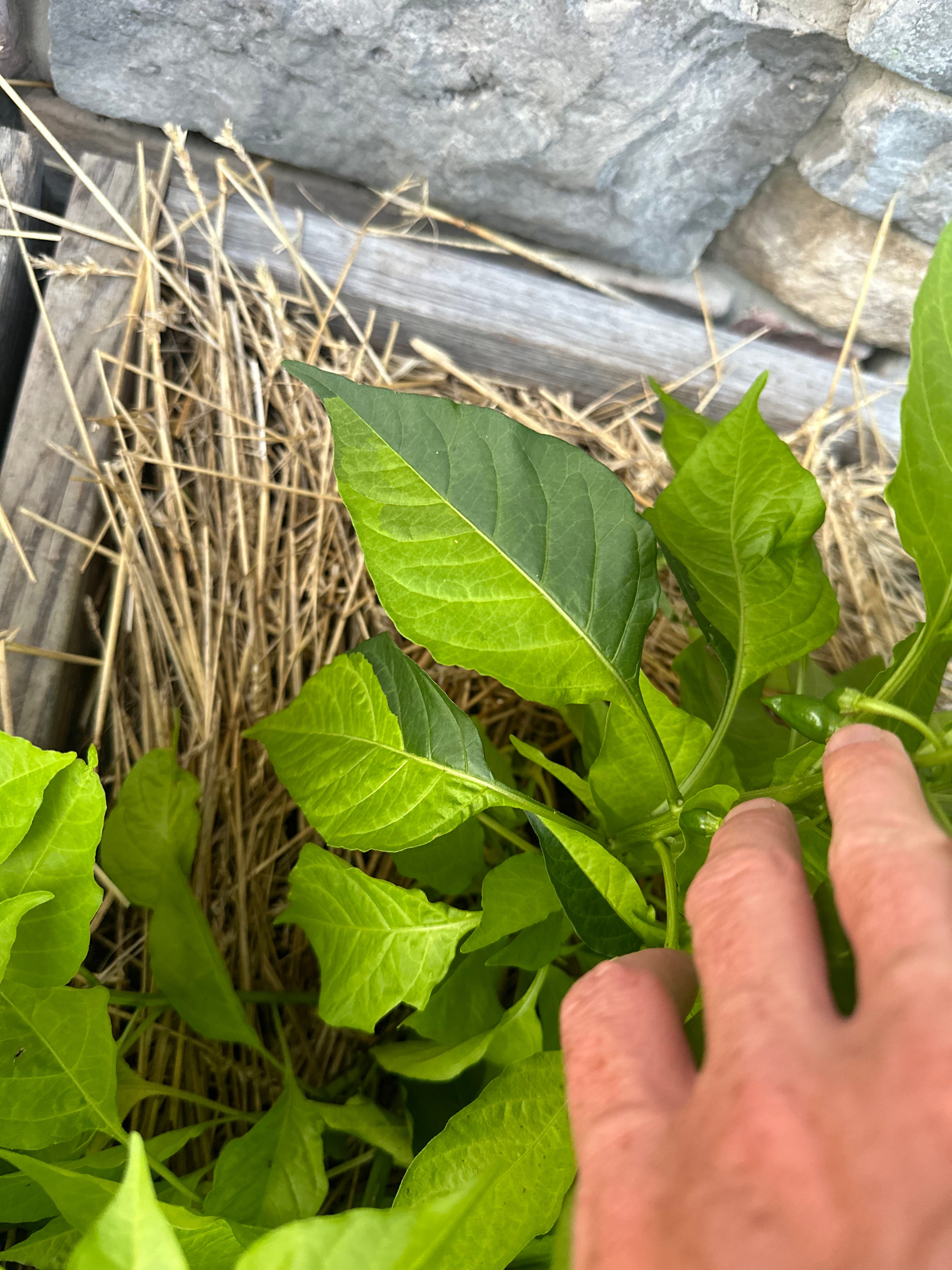 Neon Variegated Beni Highlands