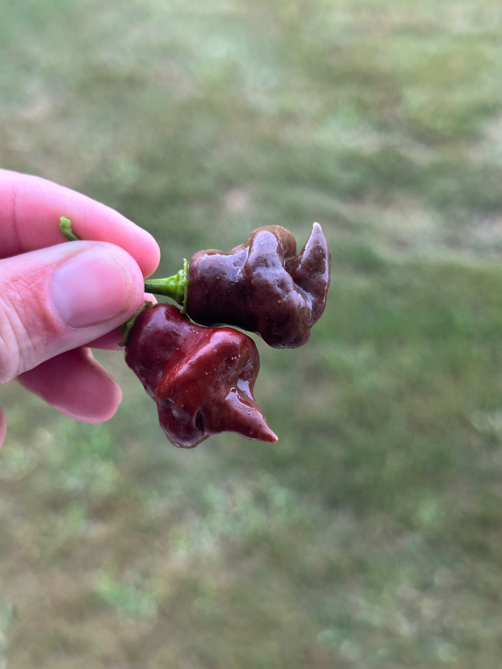 Chocolate Hand Grenade