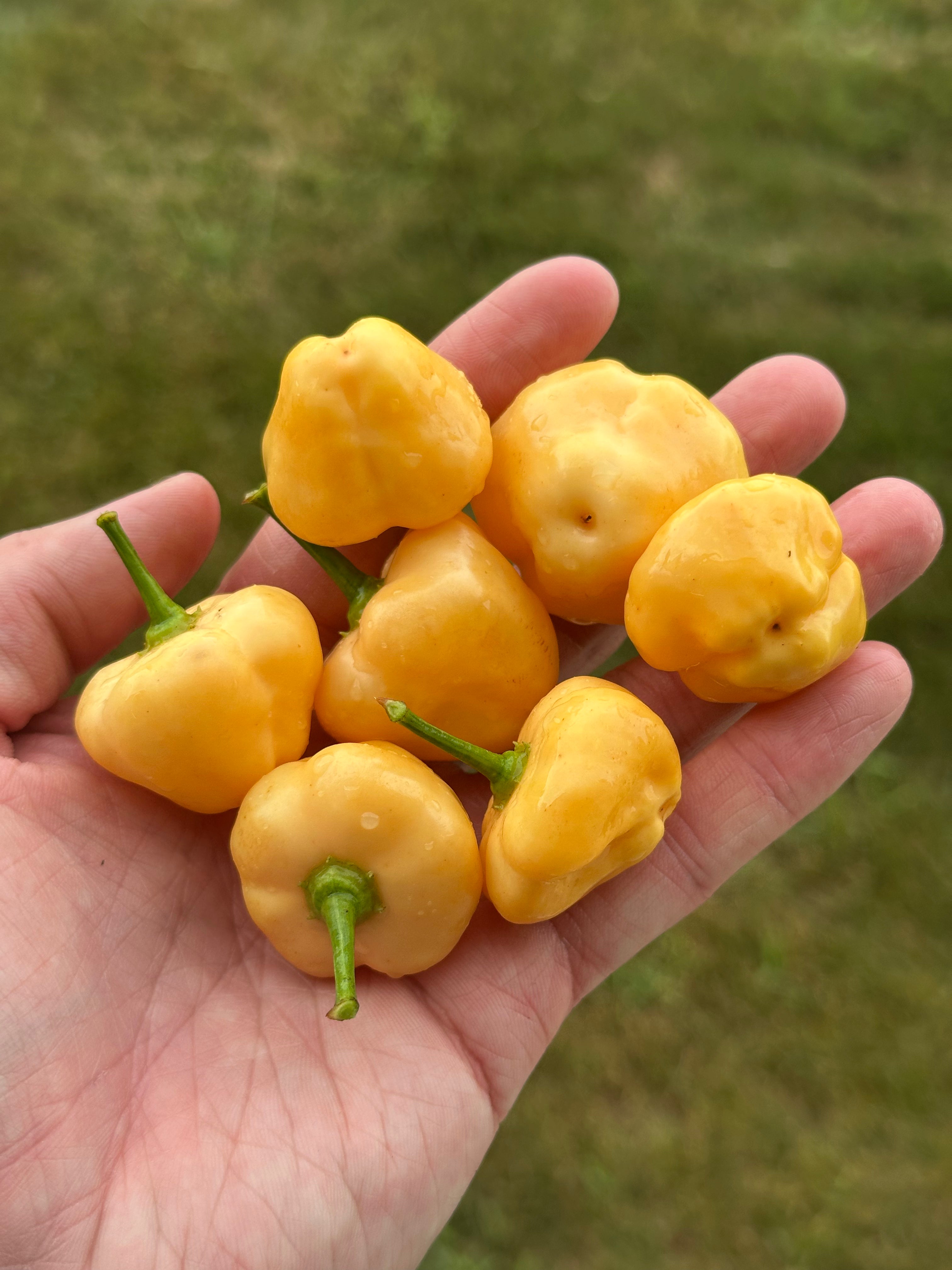 Brazilian Starfish x Peppapeach