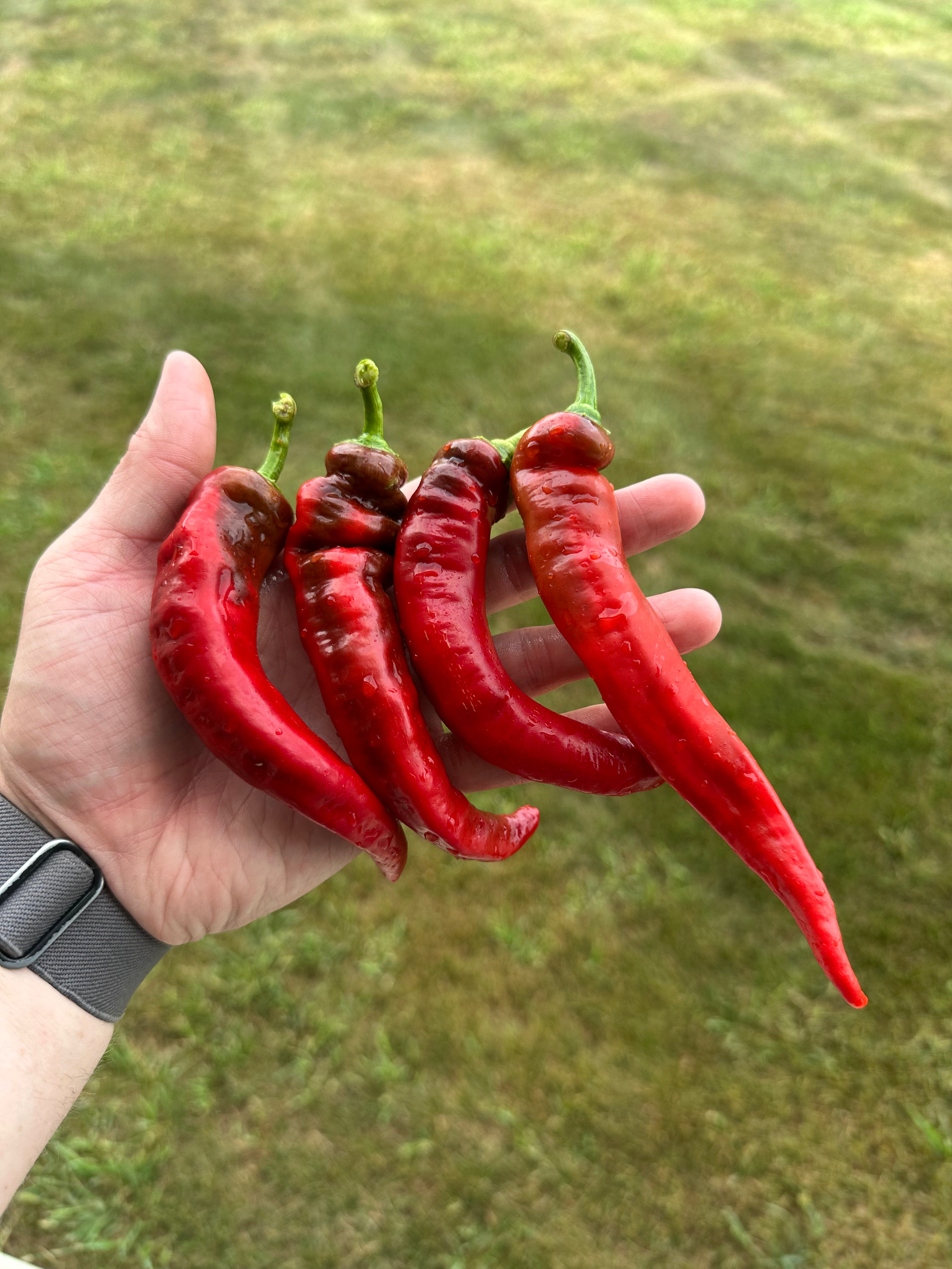 Jimmy Nardello (FREE w/orders over $15)