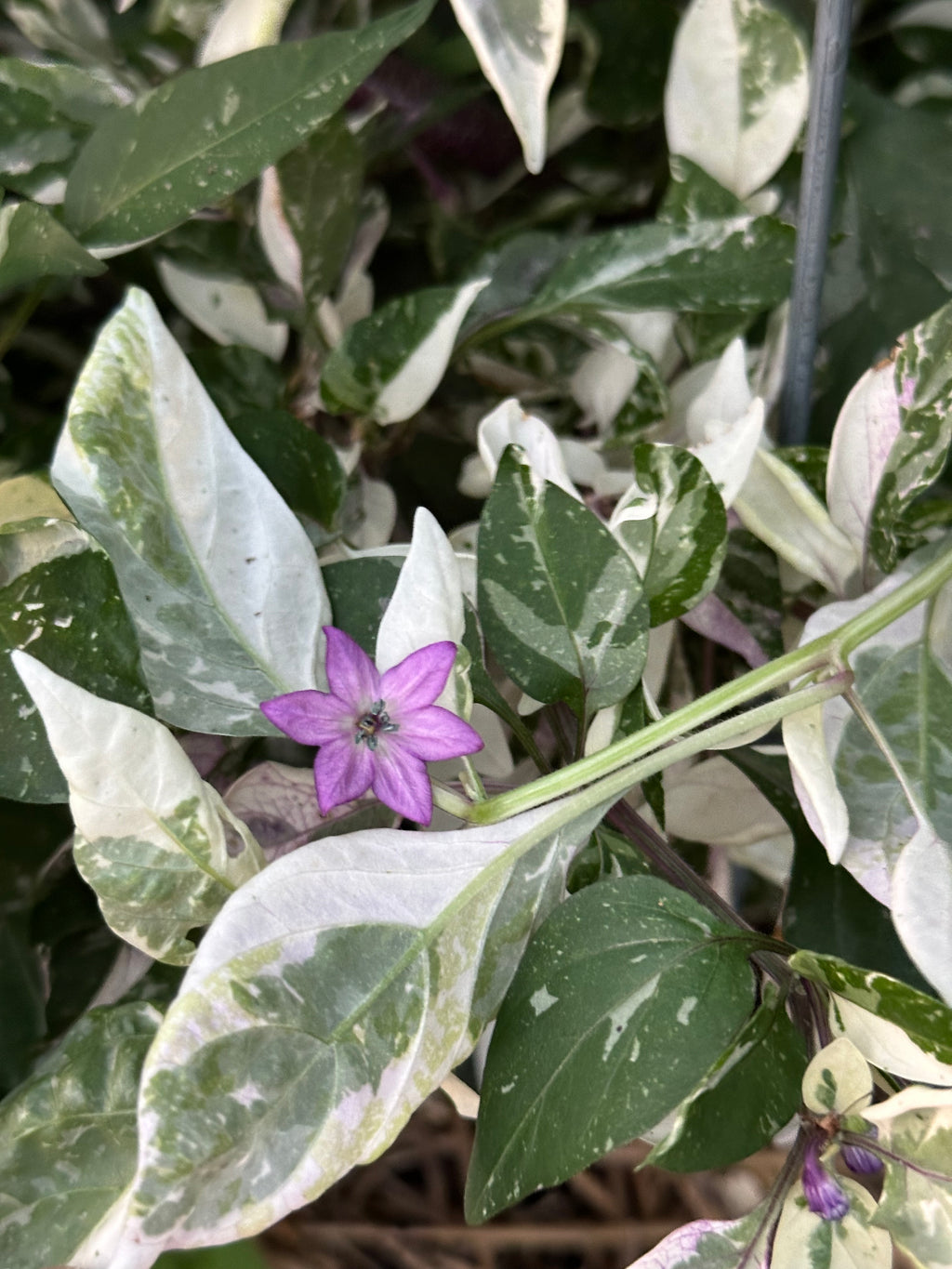 Dreamcatcher x Farmers Market Jalapeño