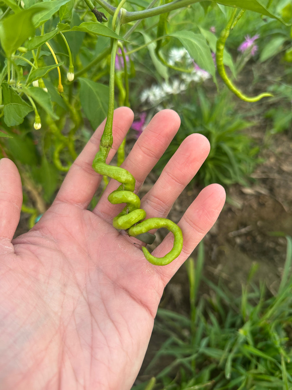 Thunder Mountain Longhorn