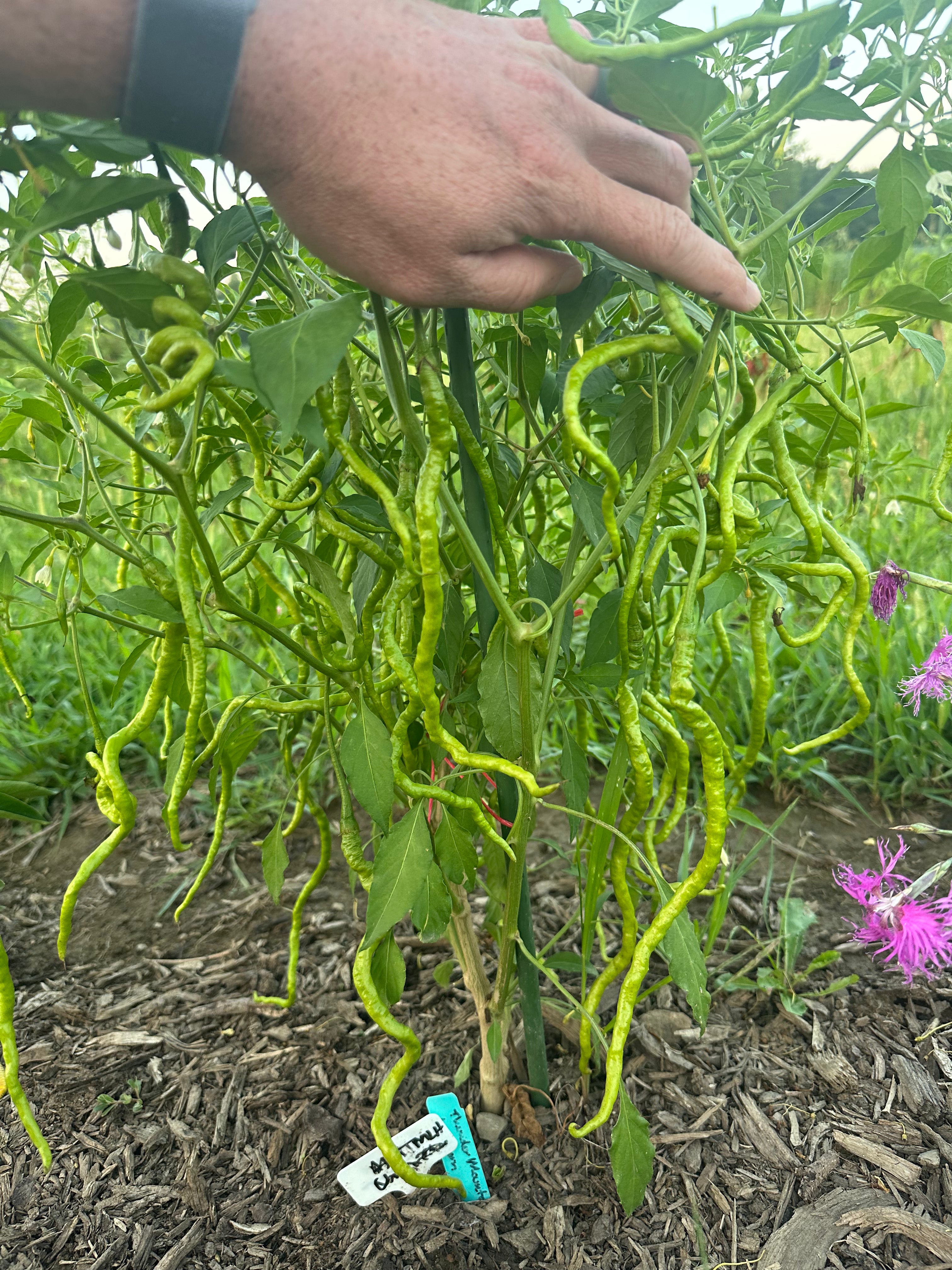 Thunder Mountain Longhorn