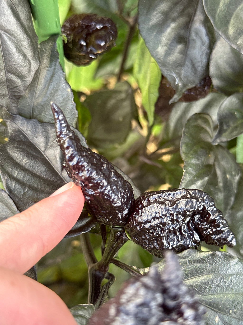 Crazy Boy Pink Cream Variant