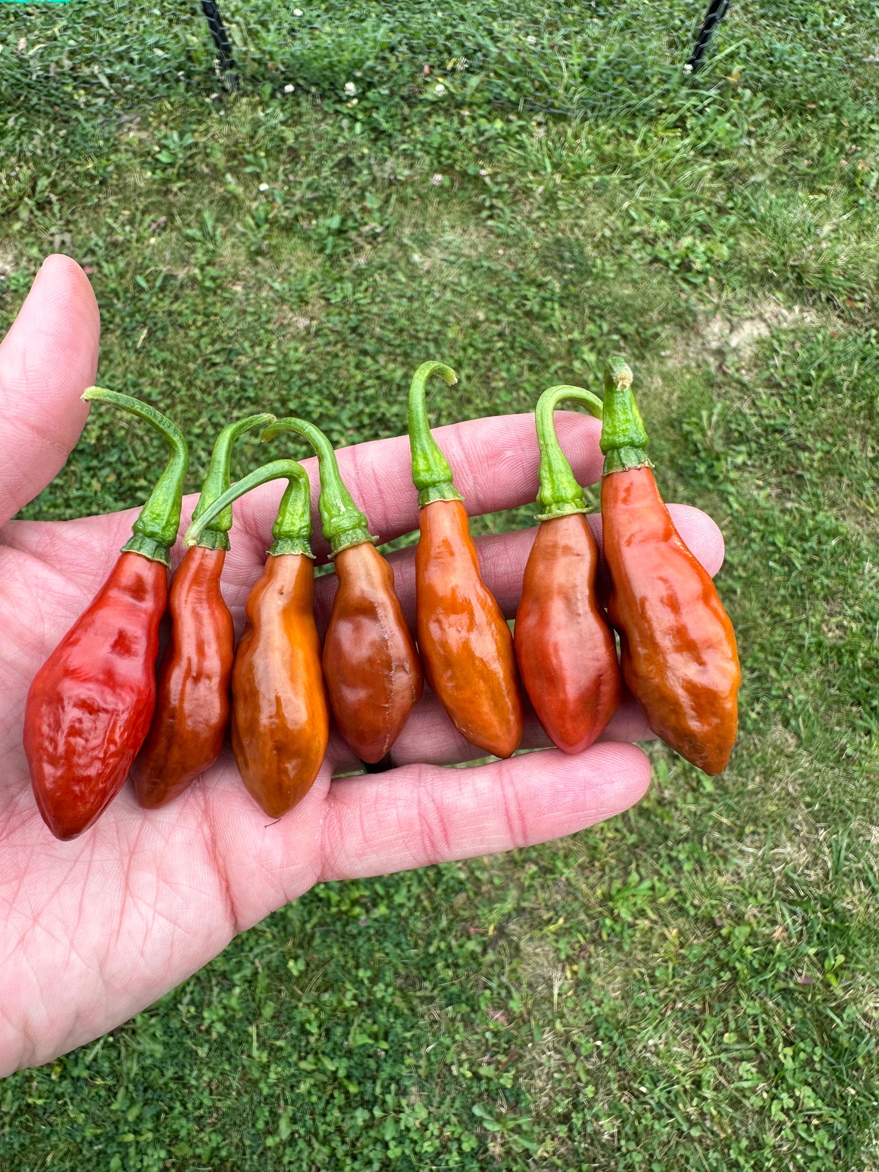 Devil's Claw x Ninfadora