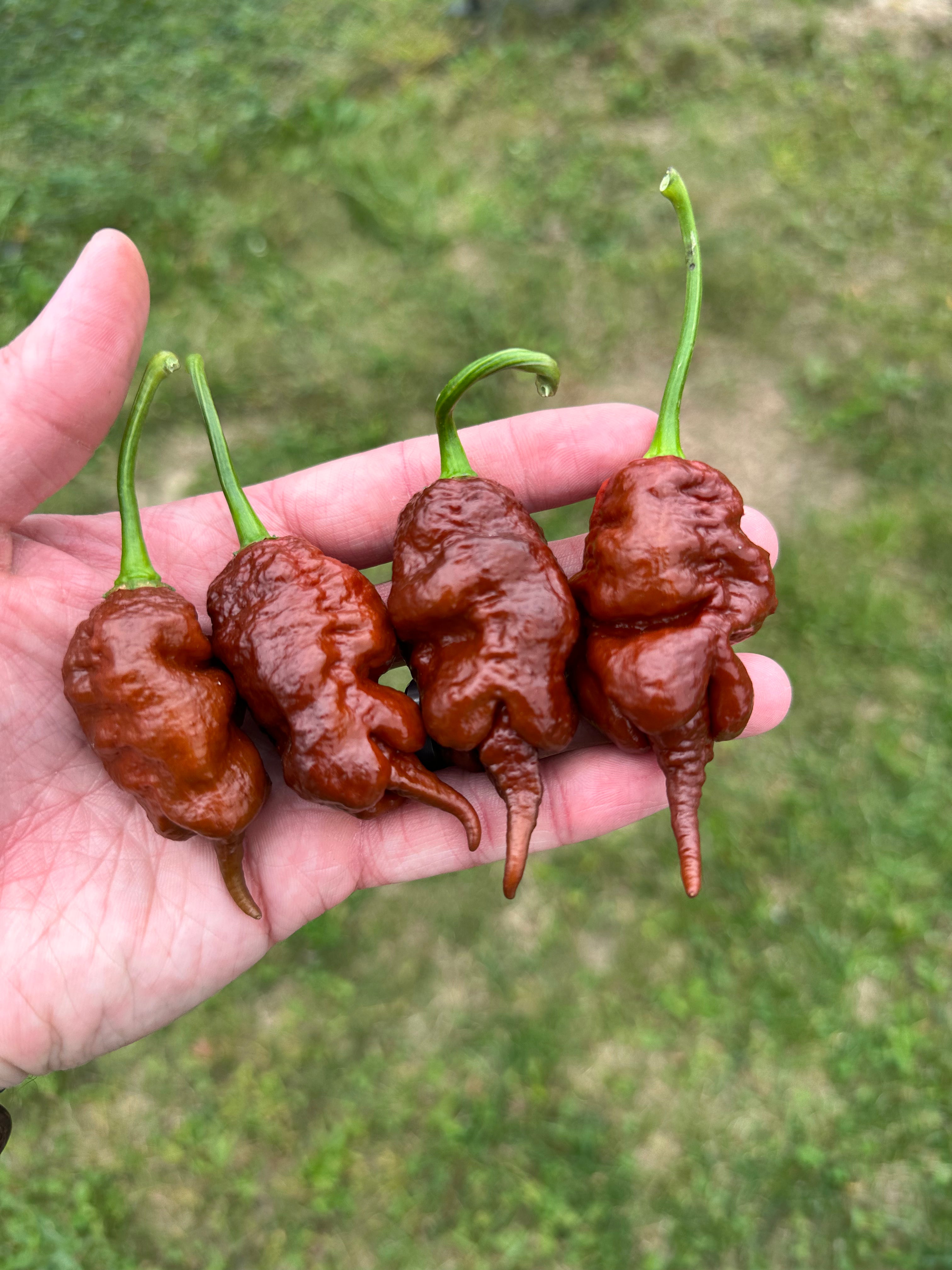 Chocolate Primotalii