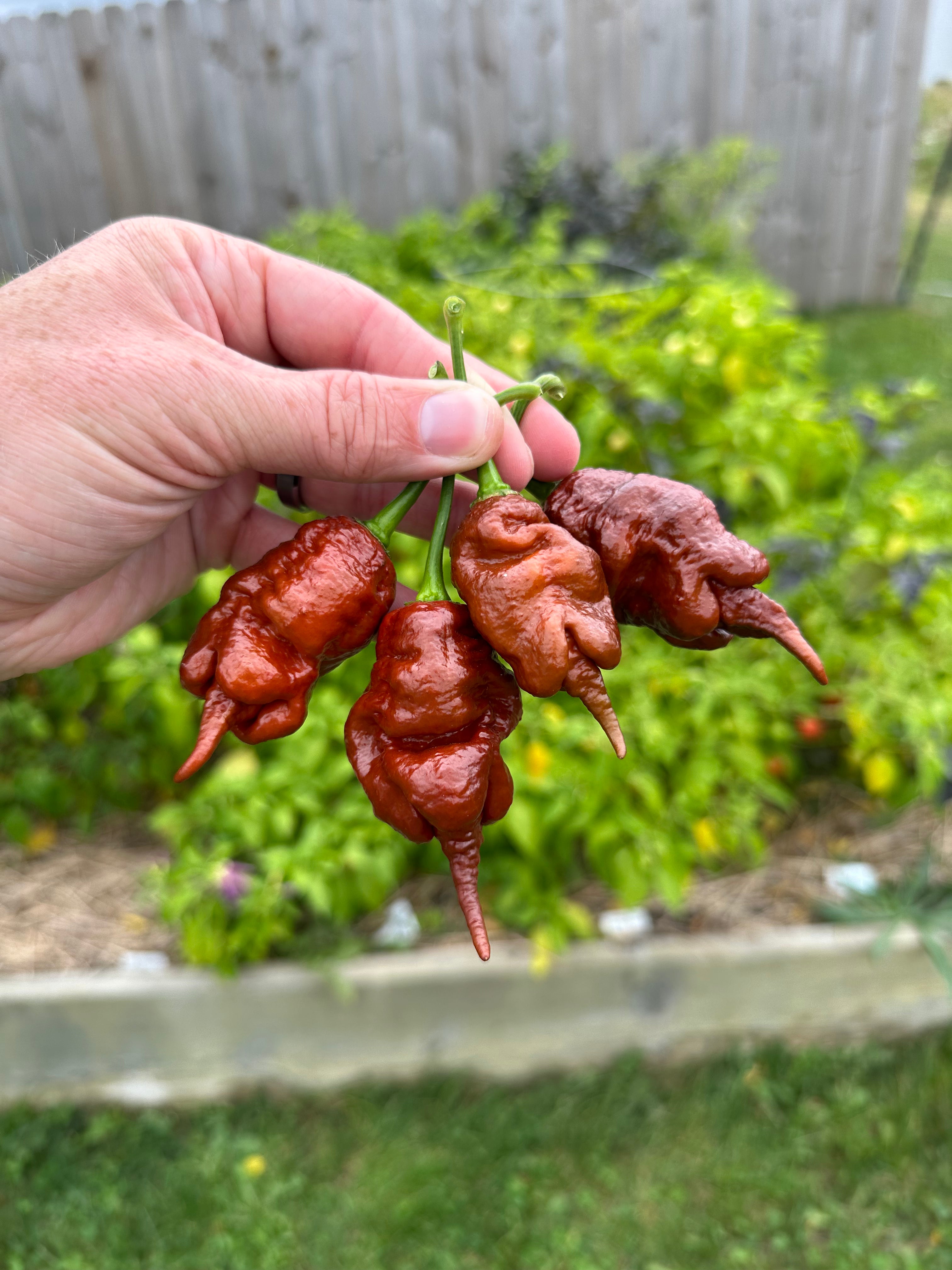 Chocolate Primotalii