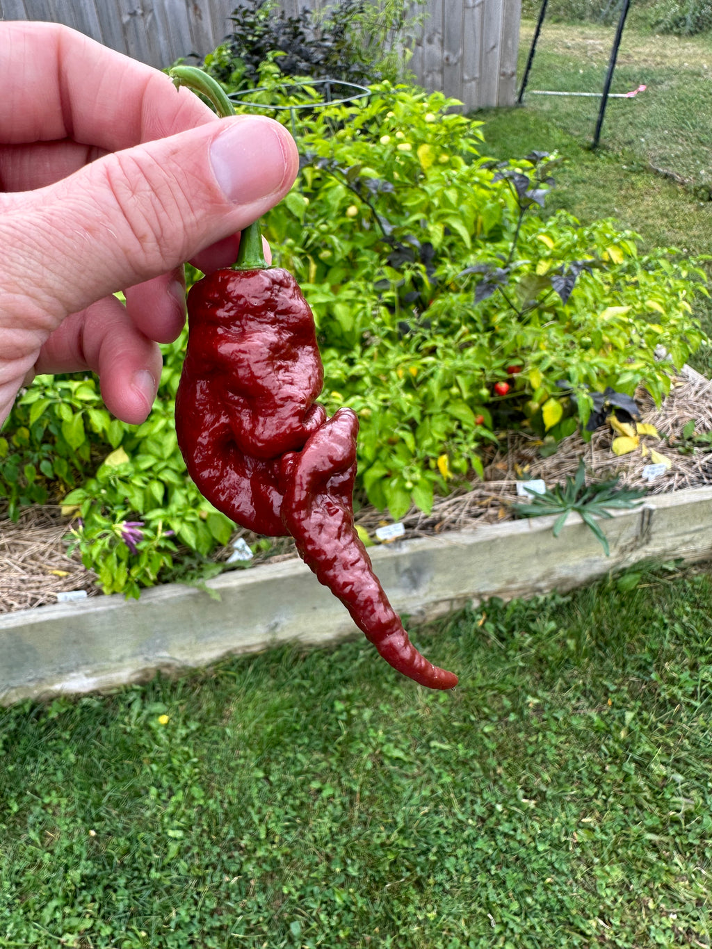 Chocolate Primotalii