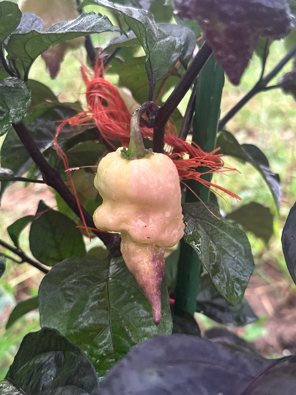 Jays Red Ghost Scorpion x Pink Tiger x Reaper (Lemon Pheno)