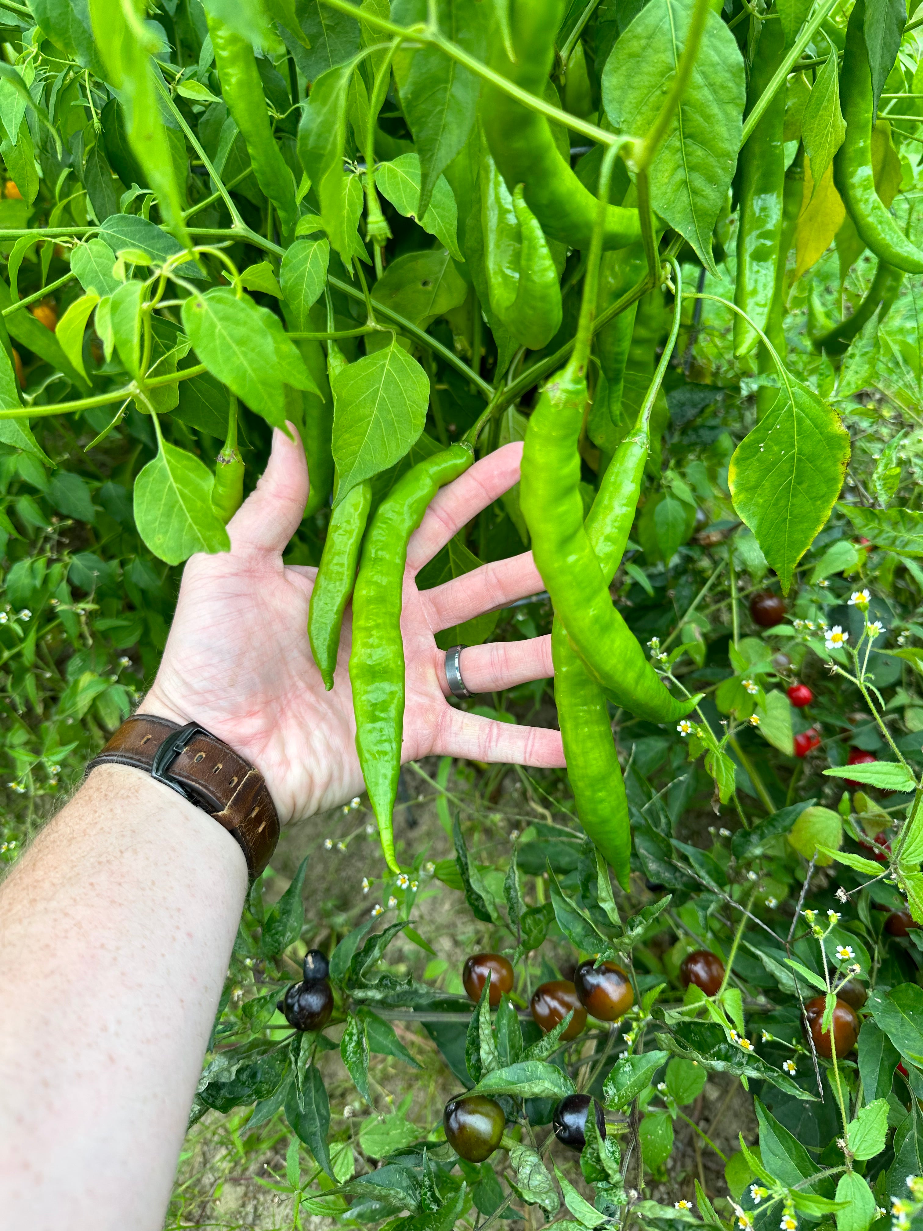 Cap 455 Pepper Seeds – Pepper Ranger