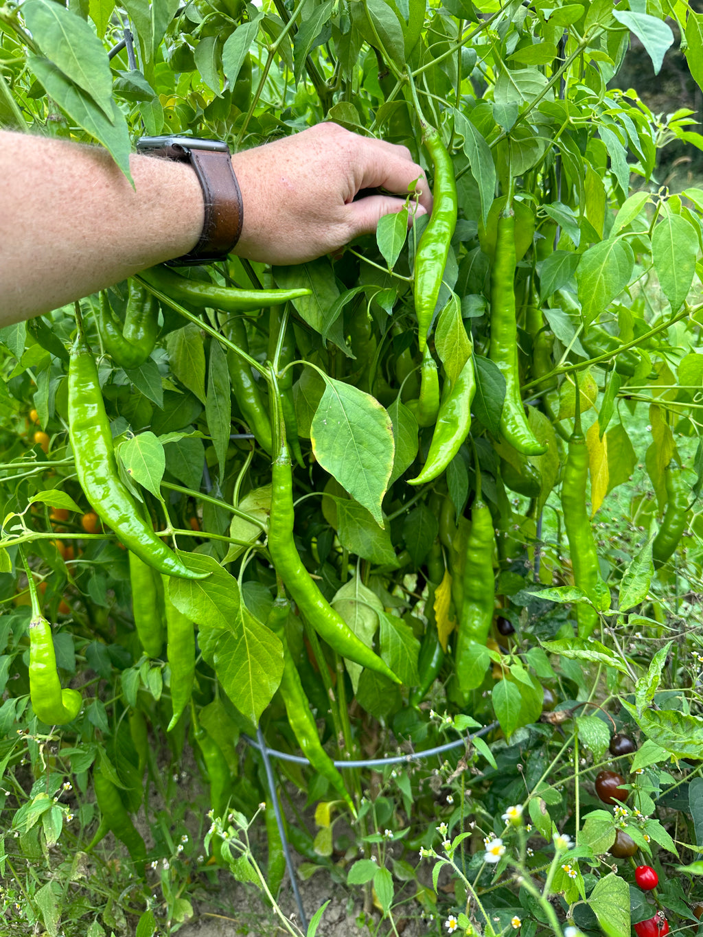 Aji Guyana