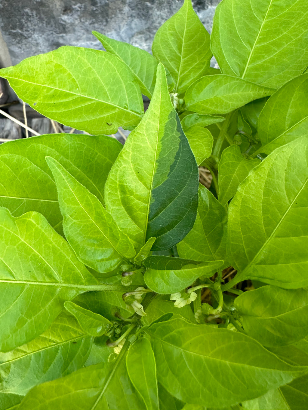 Neon Variegated Beni Highlands