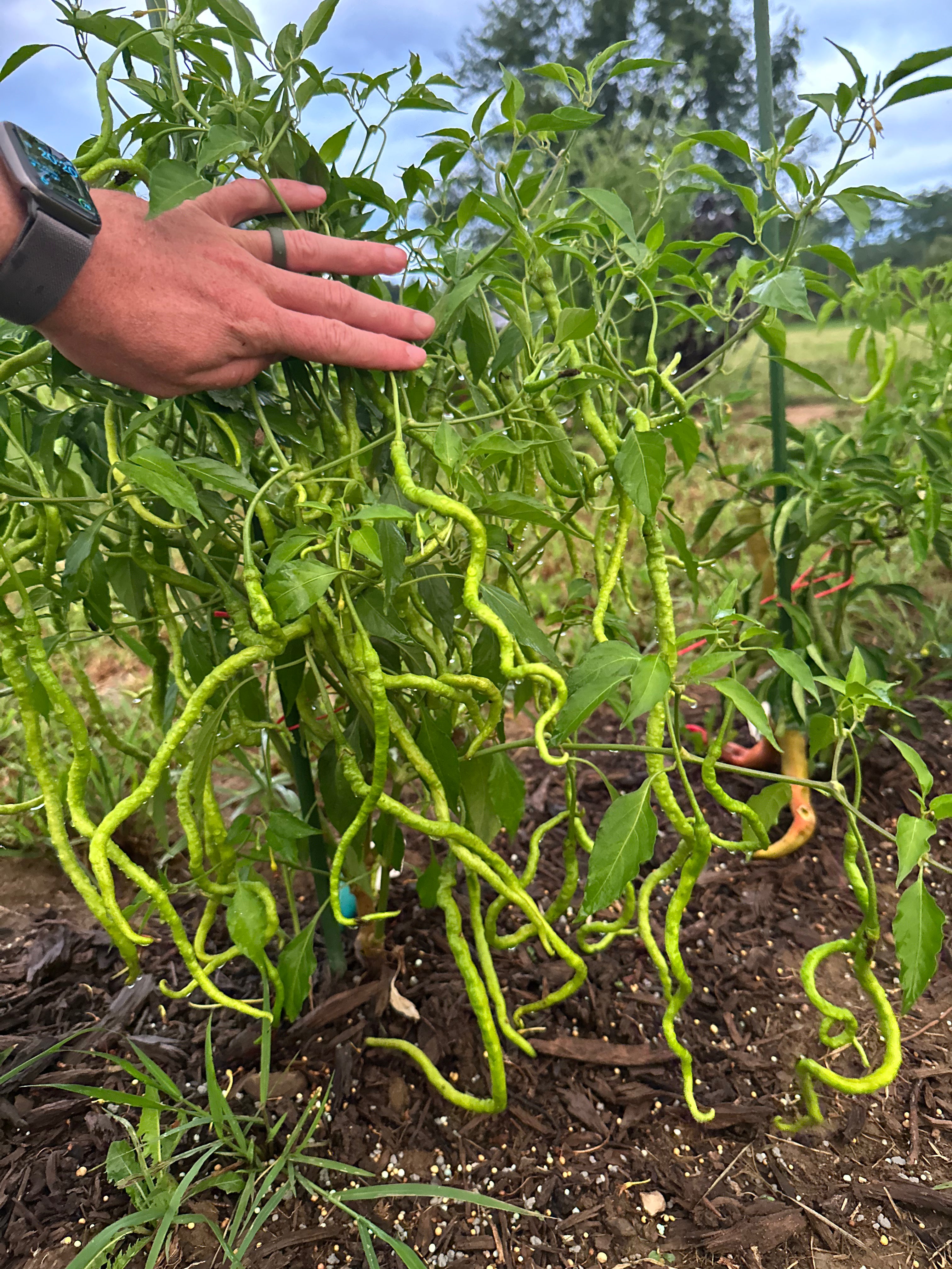 Thunder Mountain Longhorn